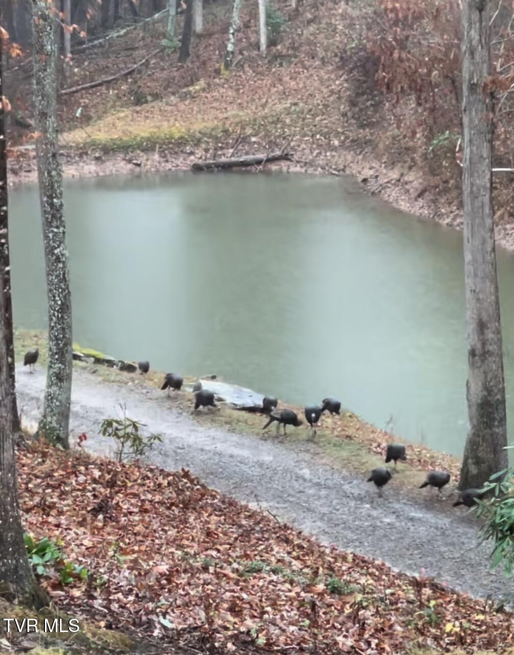773 Greear Lane, Coeburn, Virginia image 46