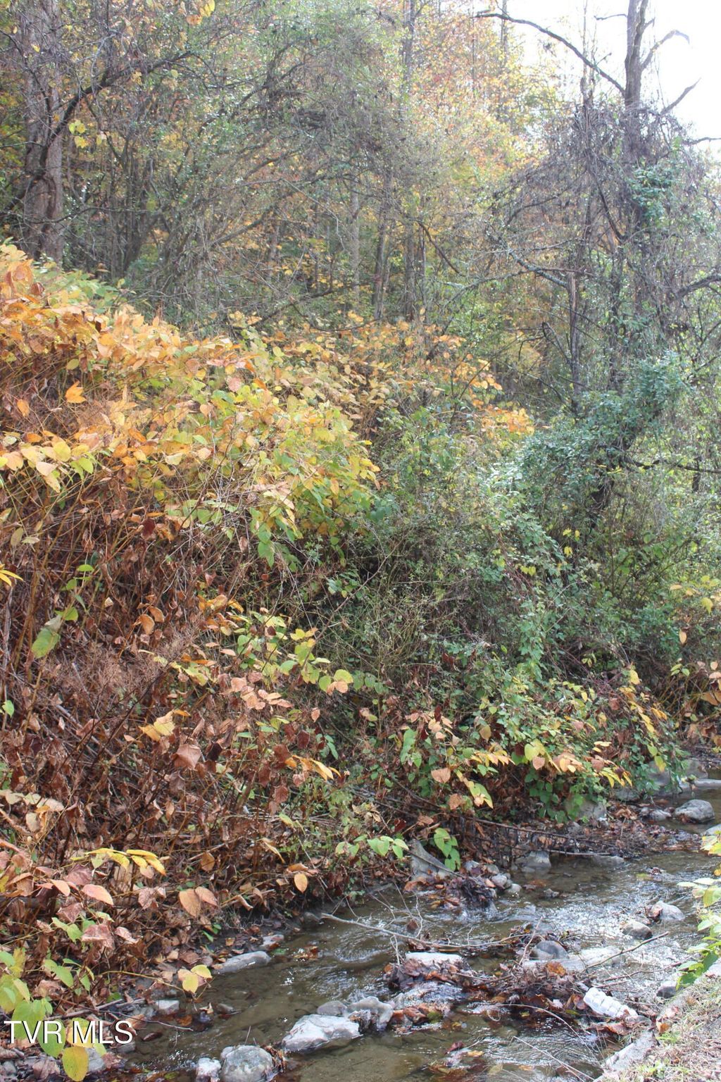 Photo of 2301 Monarch Road, Saint Charles, VA 24282 (MLS # 9987666)