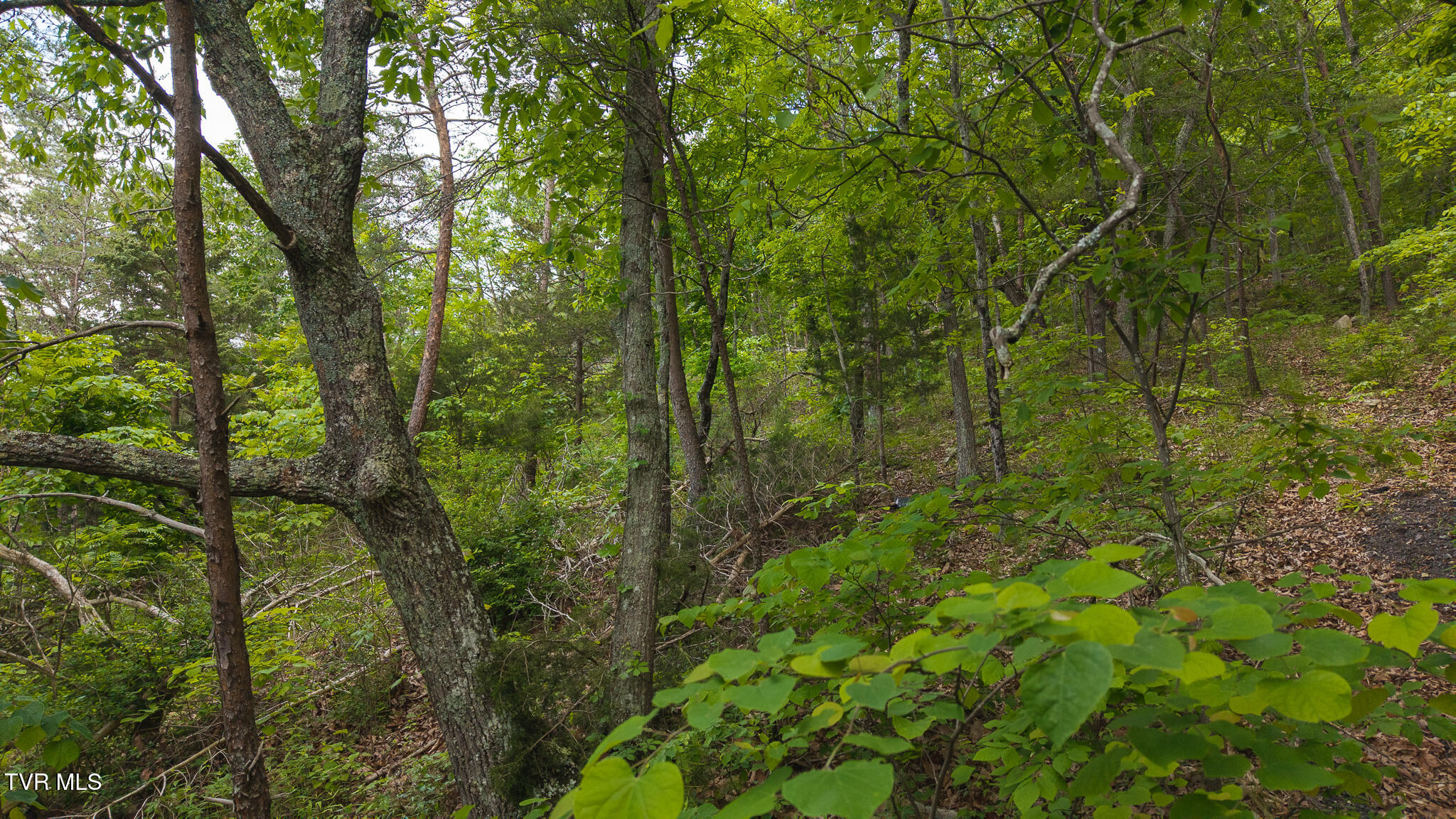 25e Highway, Thorn Hill, Tennessee image 3