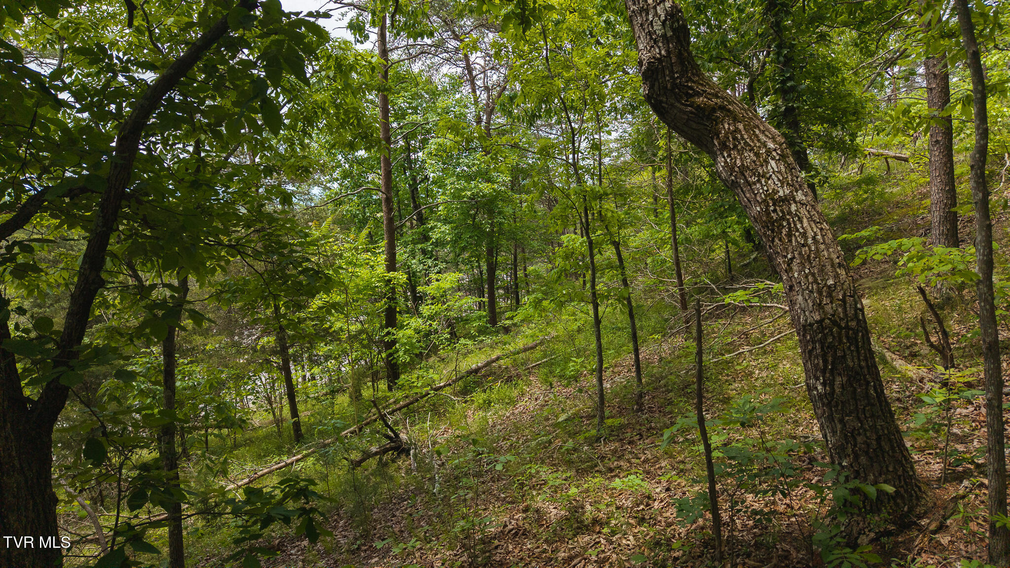 25e Highway, Thorn Hill, Tennessee image 6