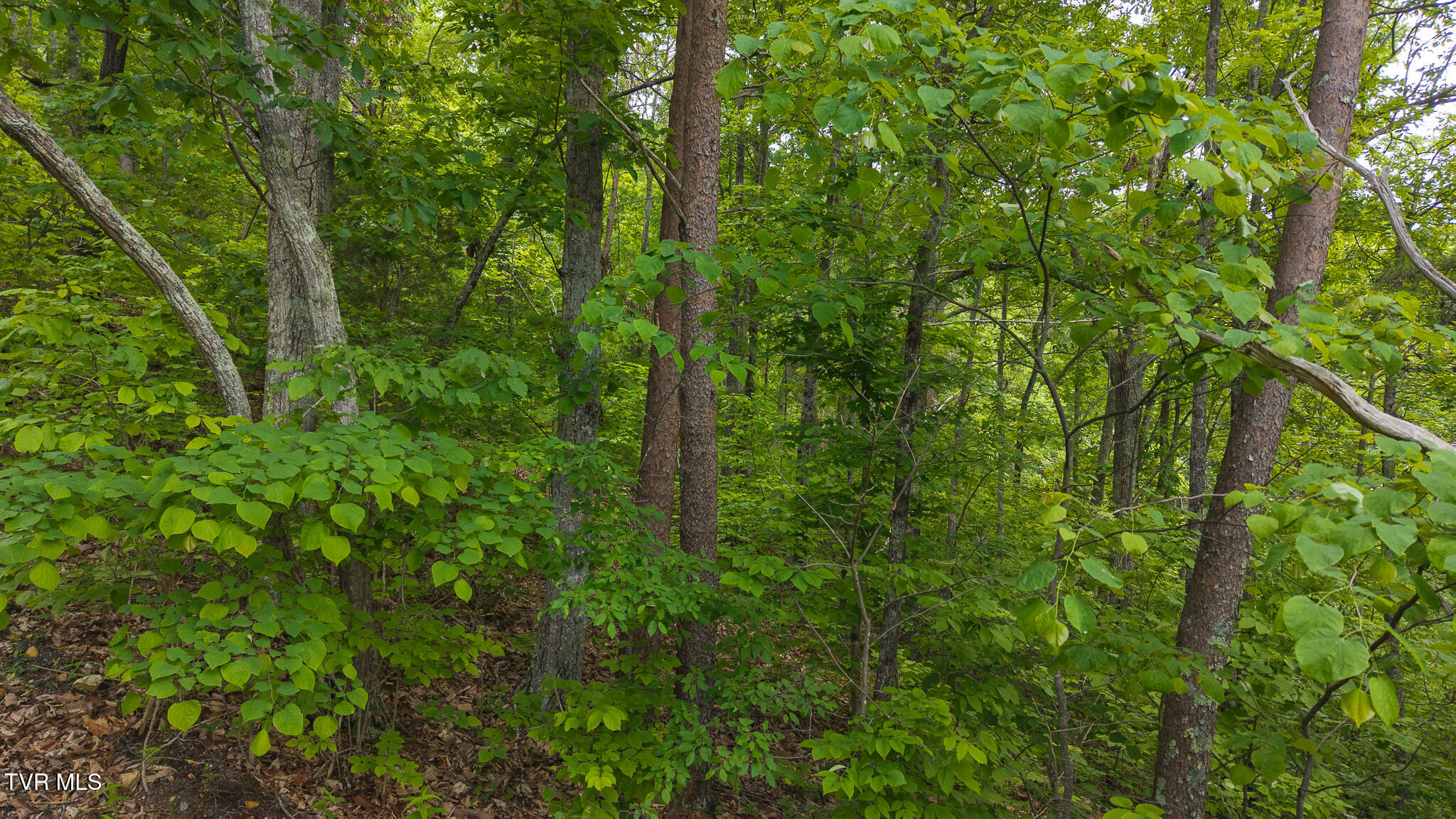 25e Highway, Thorn Hill, Tennessee image 4