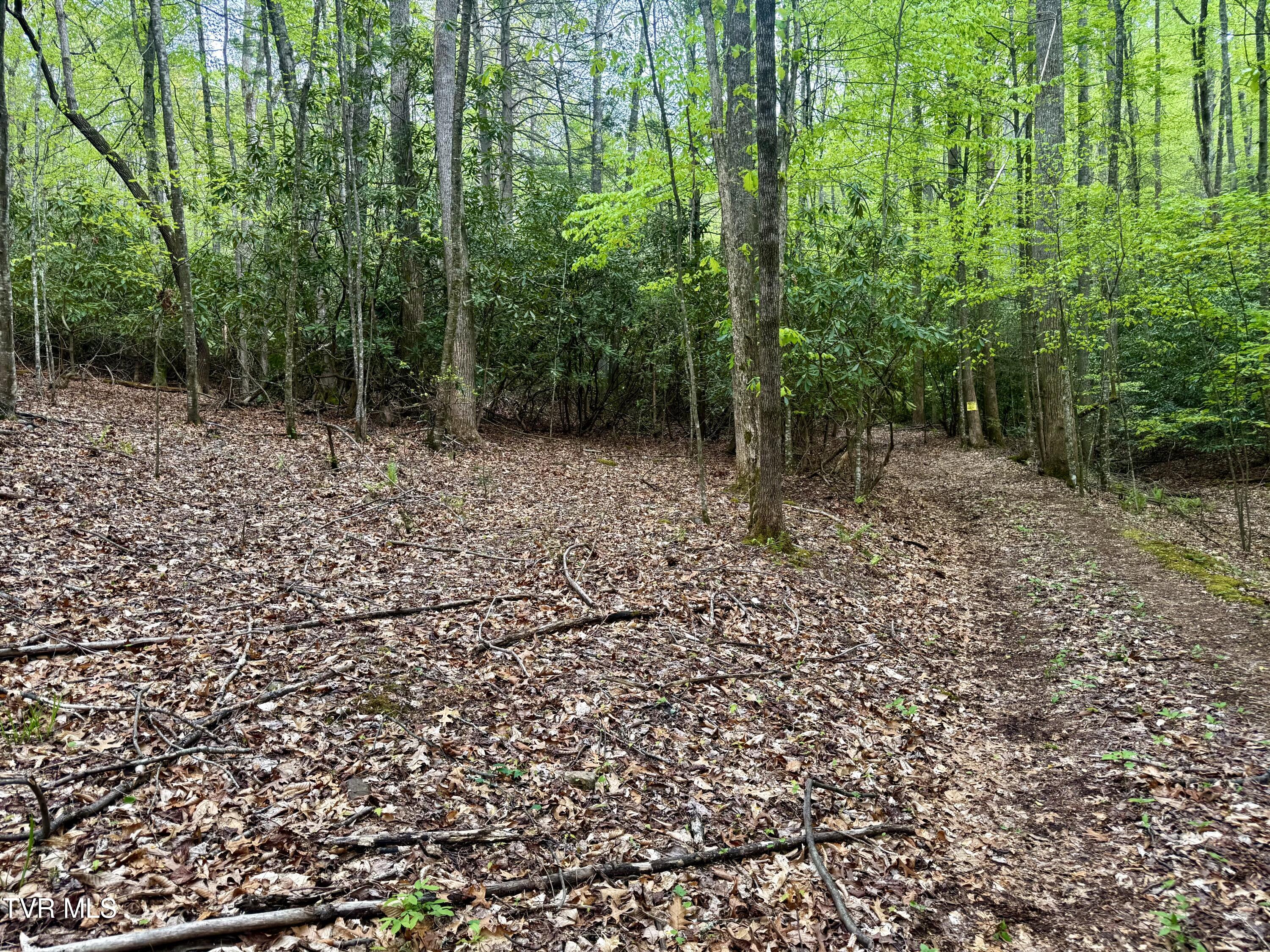 57/Ac Tbd Powder Branch Road, Elizabethton, Tennessee image 4