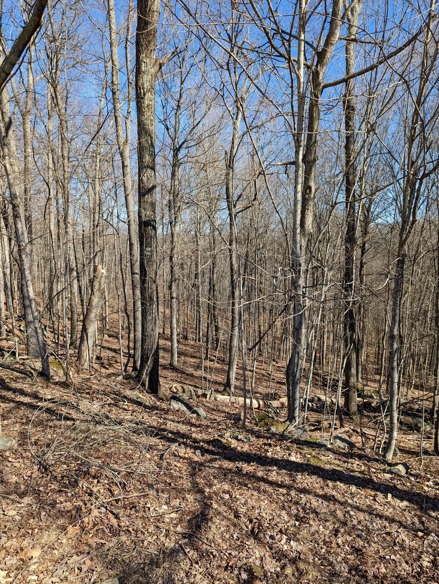 Tbd Crack Rock Road, Clintwood, Virginia image 7