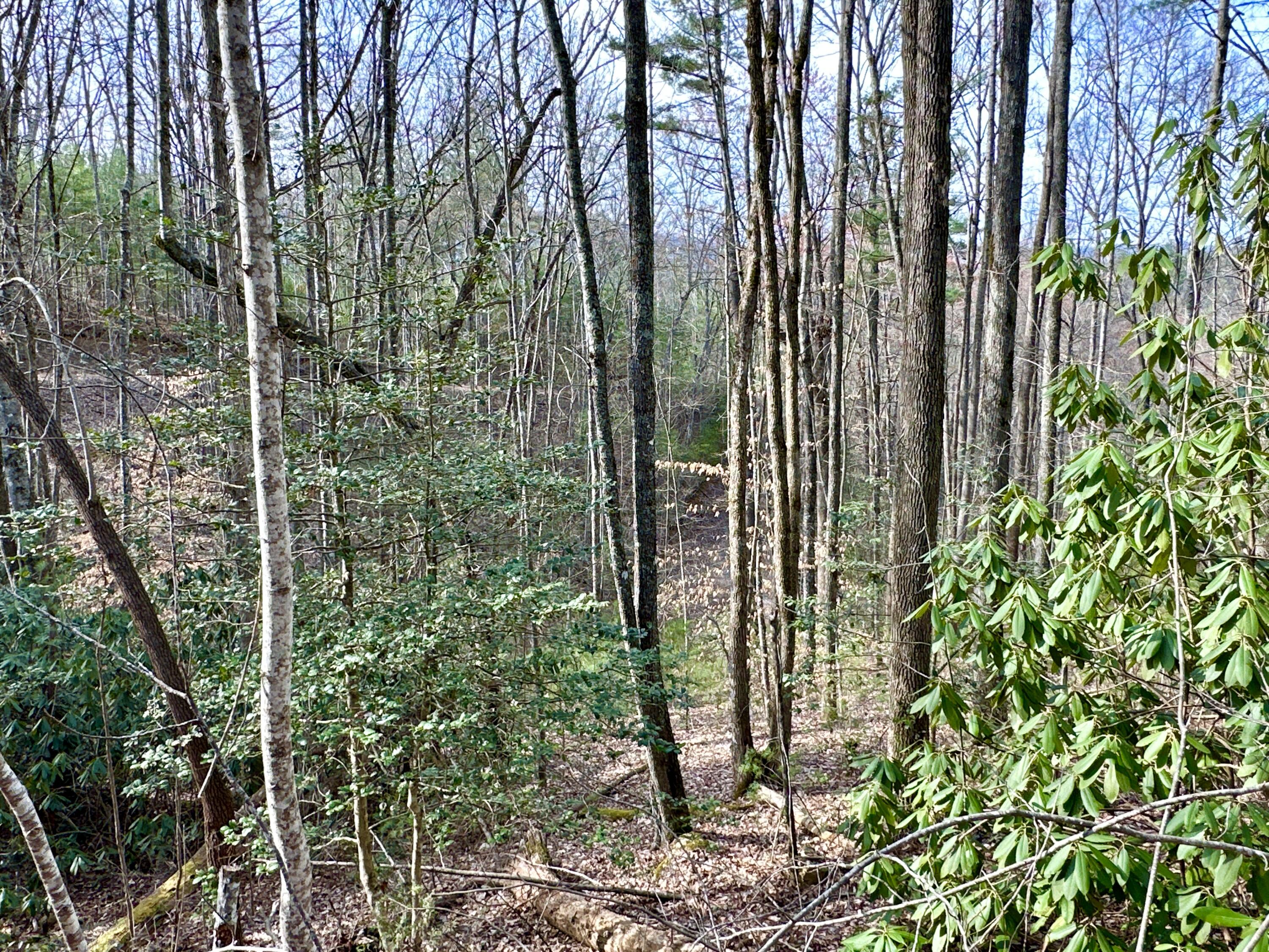 Lot 23 Clydesdale Way, Del Rio, Tennessee image 2