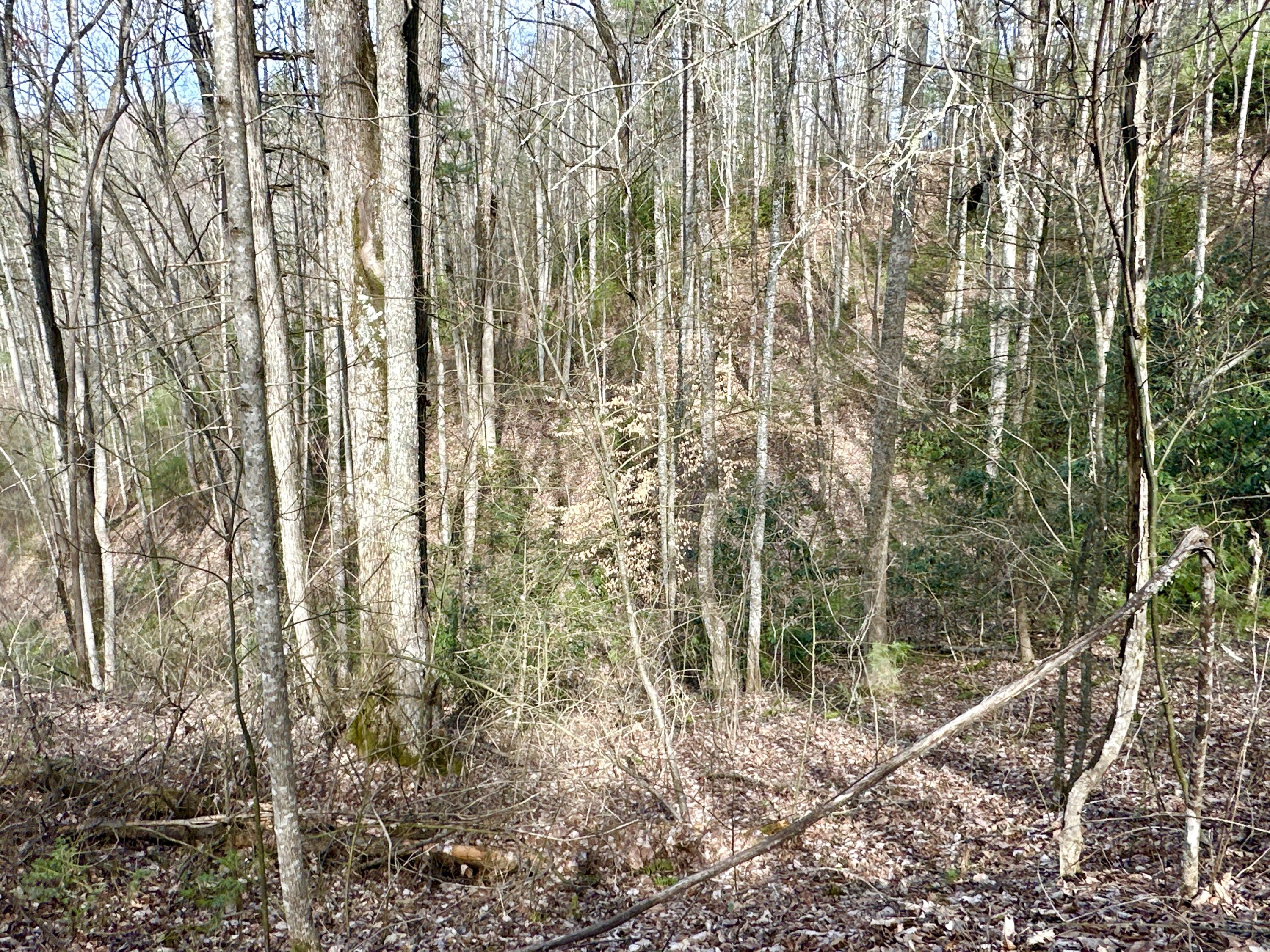 Lot 23 Clydesdale Way, Del Rio, Tennessee image 5