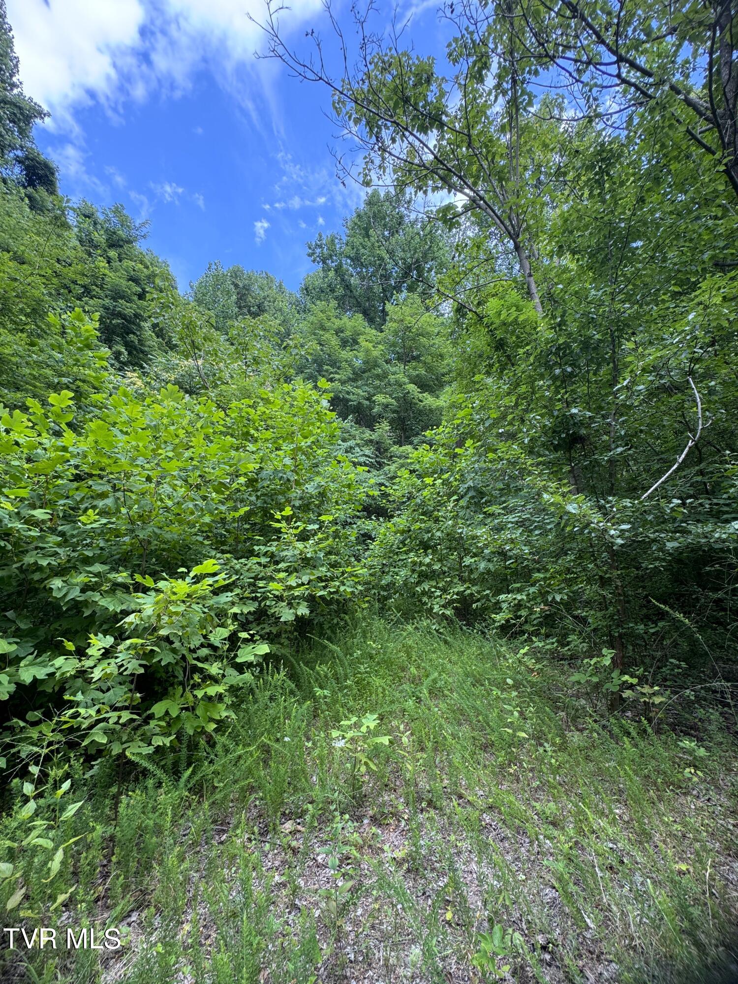 1884 Woodland Way, Newport, Tennessee image 8