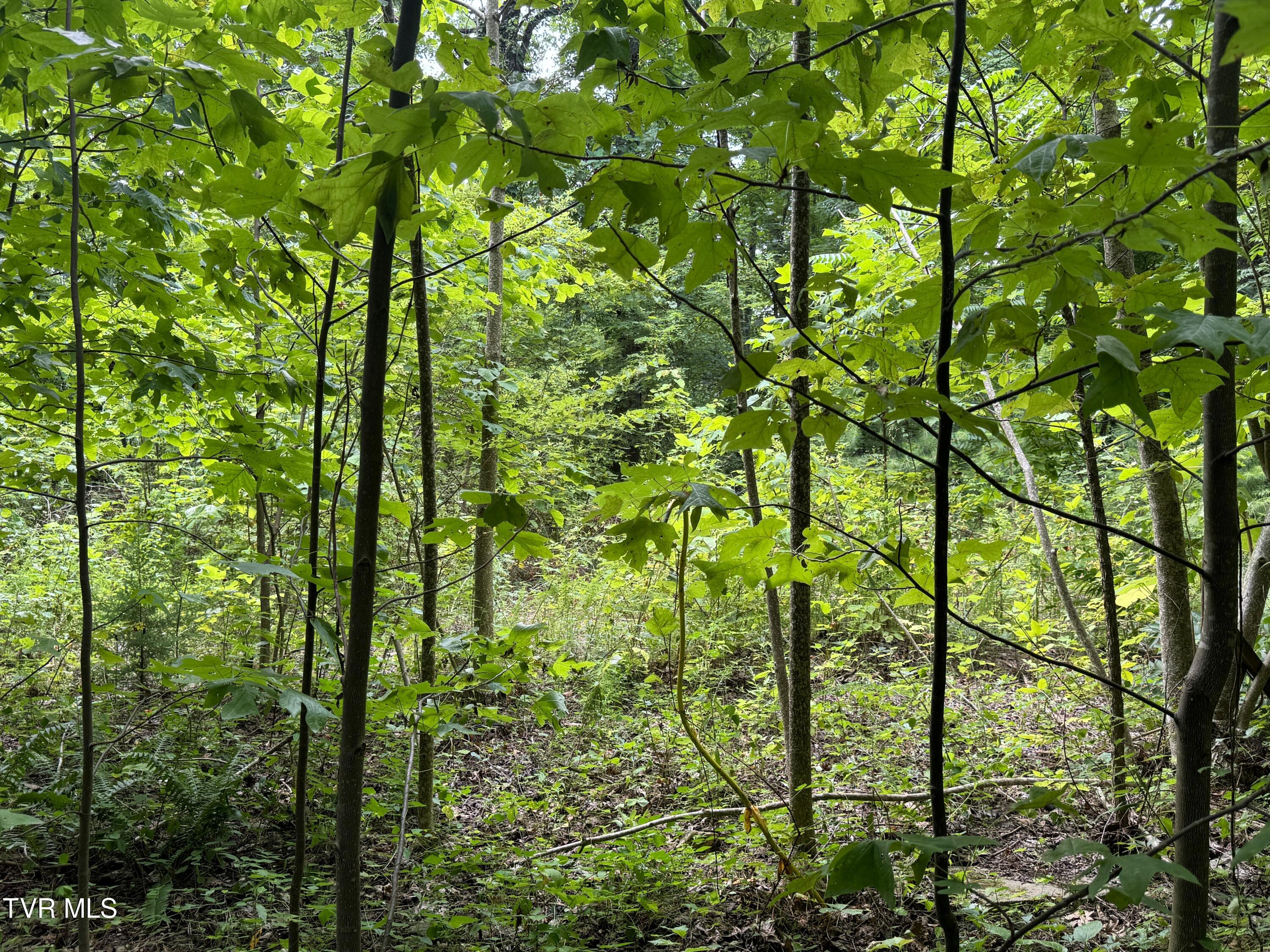 1884 Woodland Way, Newport, Tennessee image 2