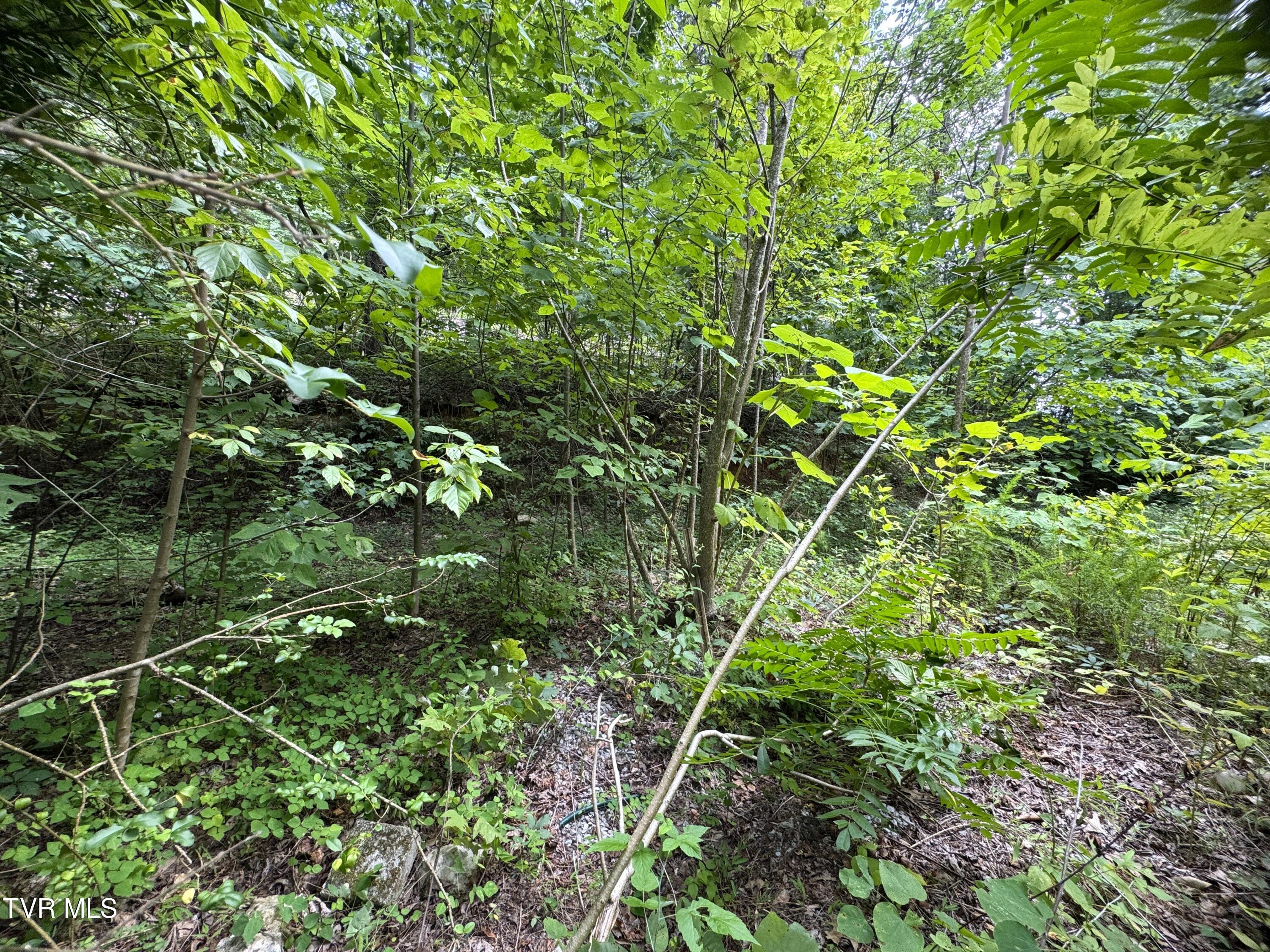 1884 Woodland Way, Newport, Tennessee image 21