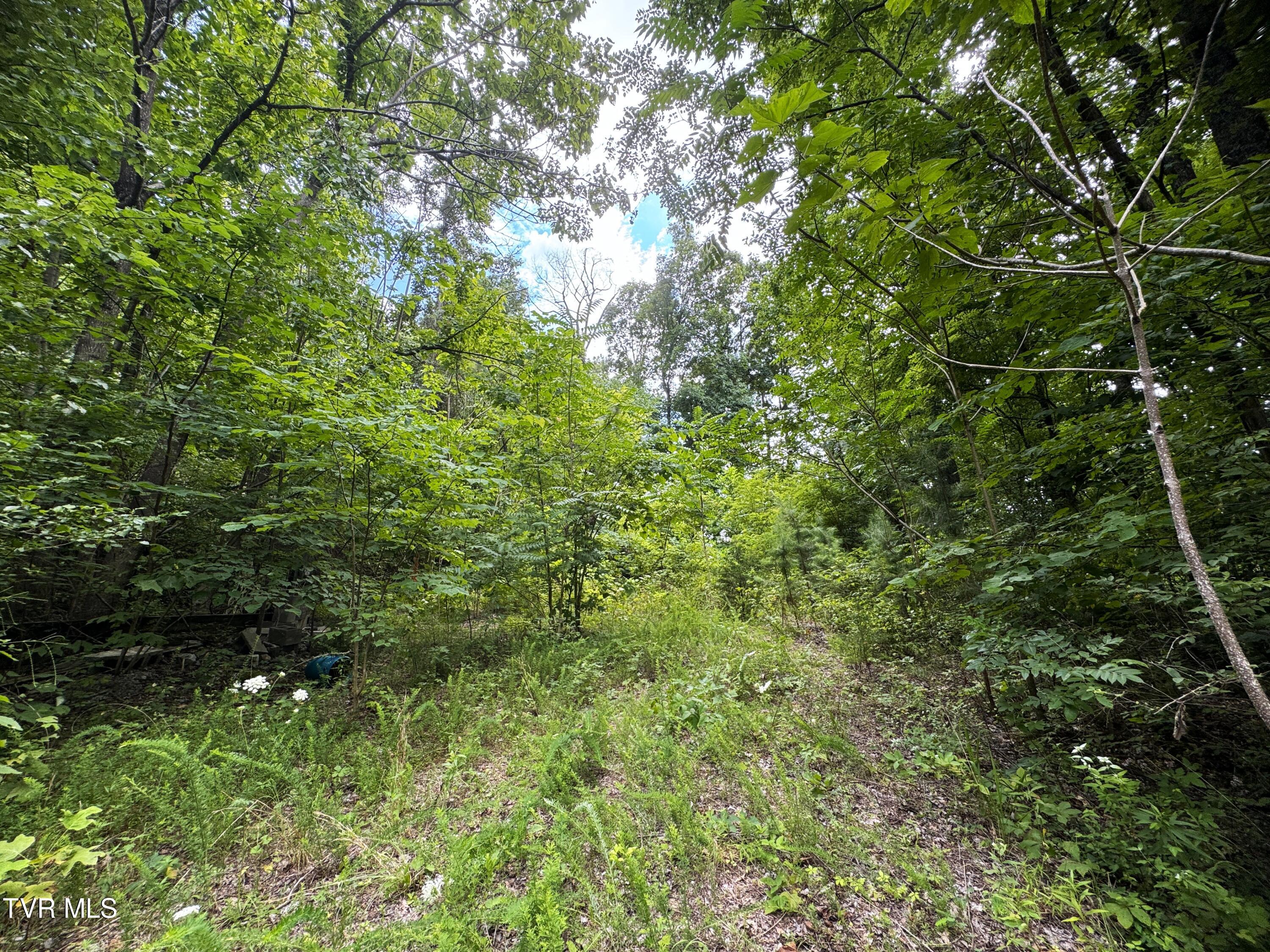 1884 Woodland Way, Newport, Tennessee image 11