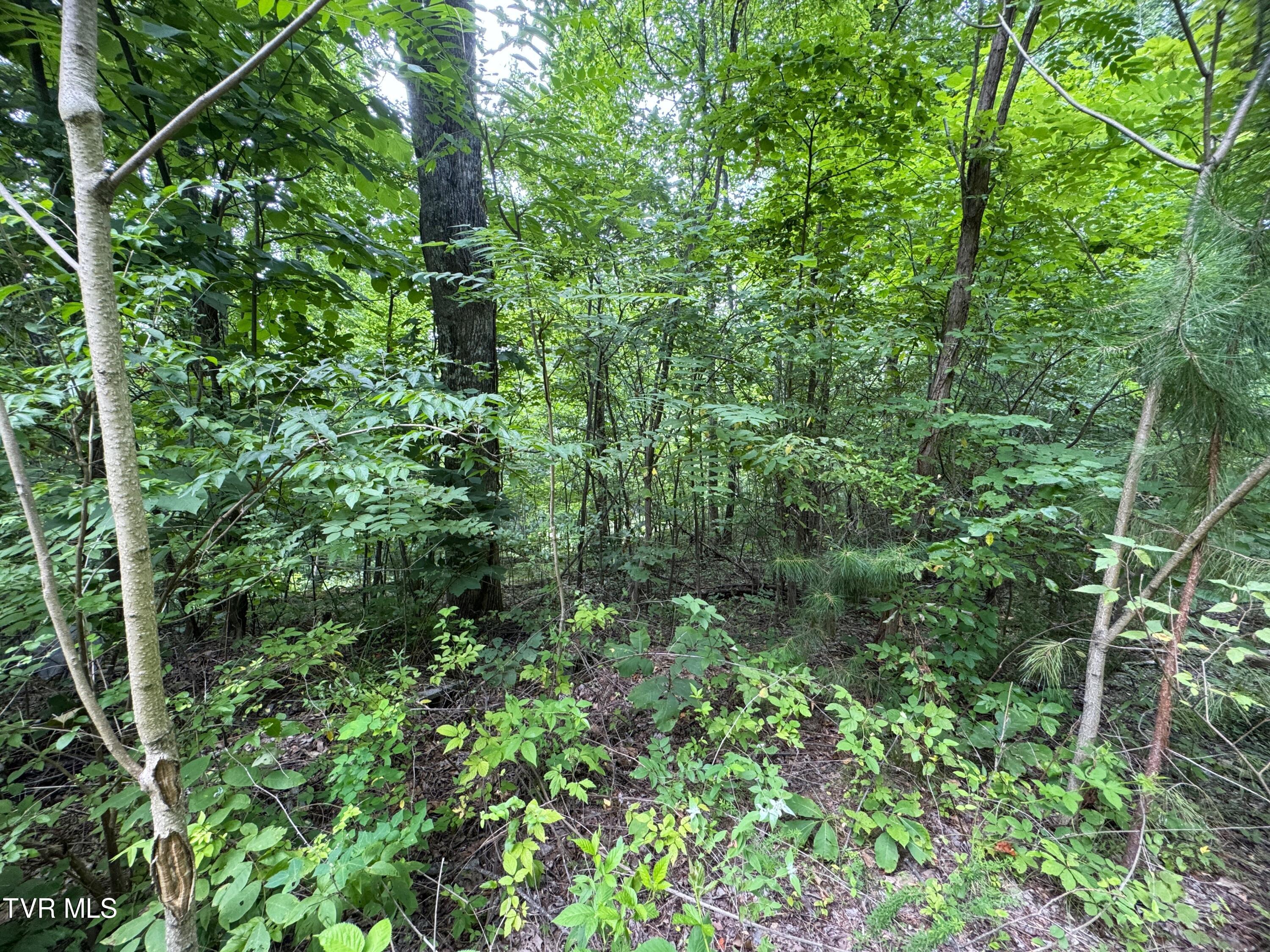 1884 Woodland Way, Newport, Tennessee image 5