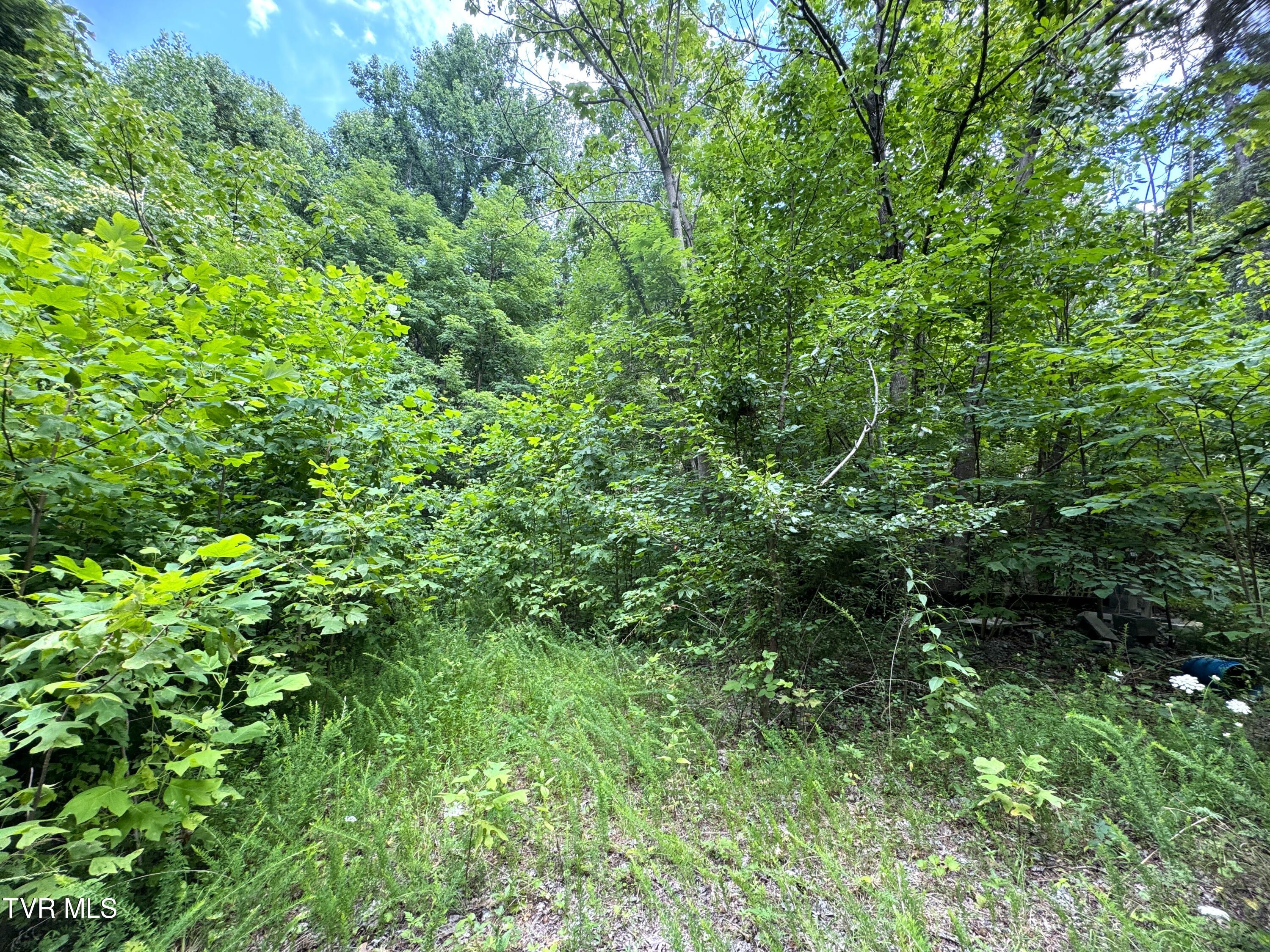1884 Woodland Way, Newport, Tennessee image 4