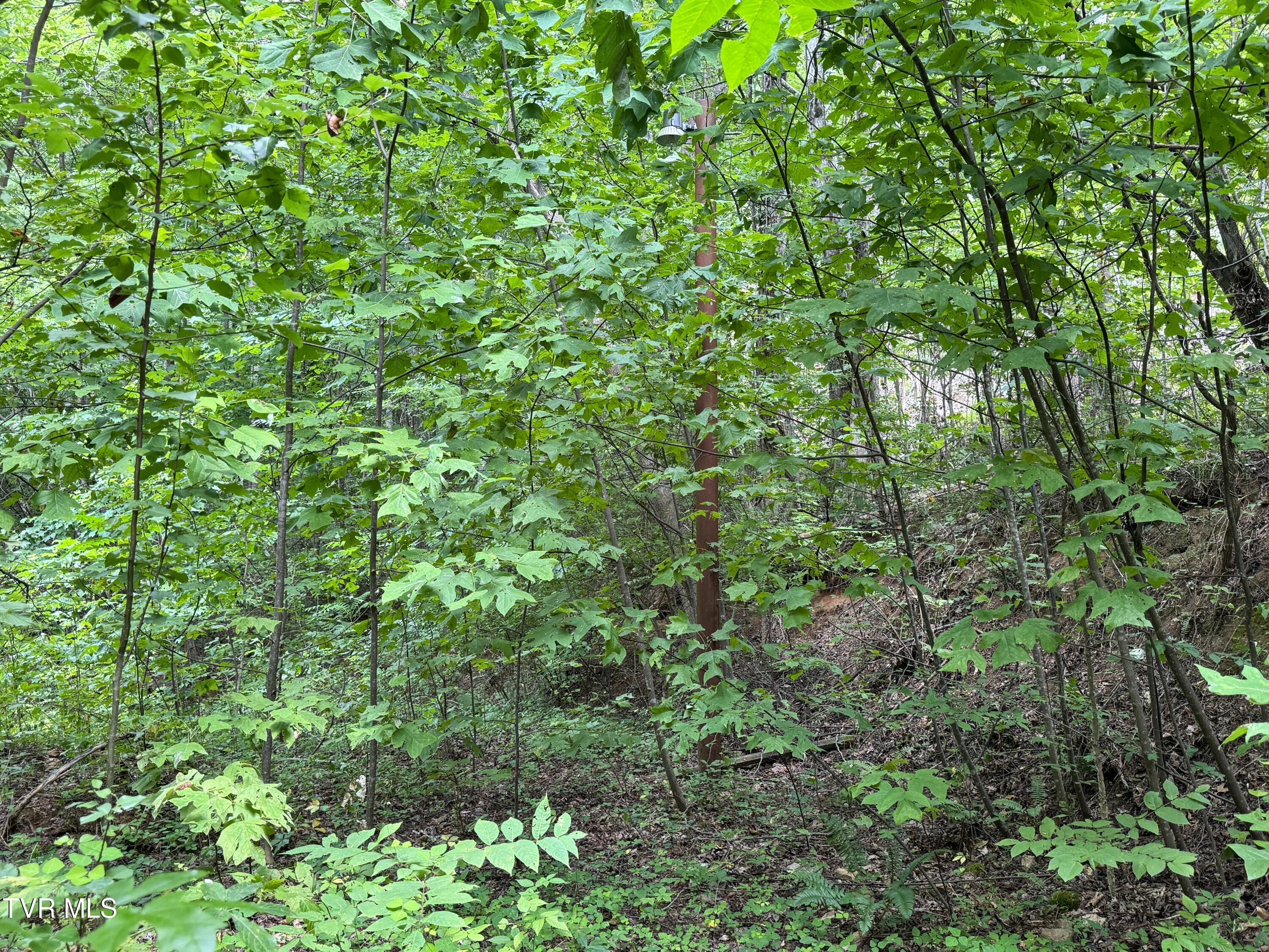1884 Woodland Way, Newport, Tennessee image 6