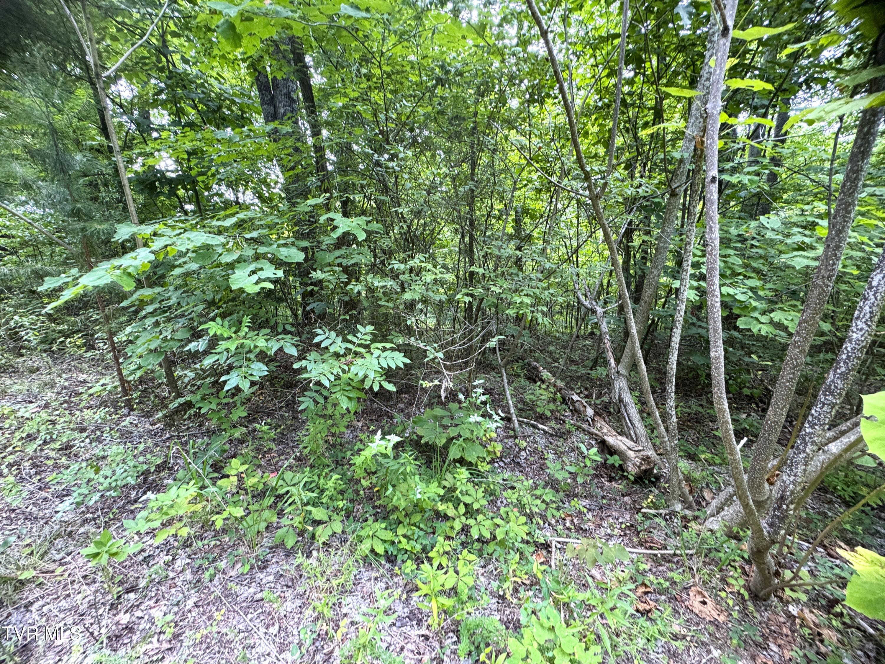 1884 Woodland Way, Newport, Tennessee image 9