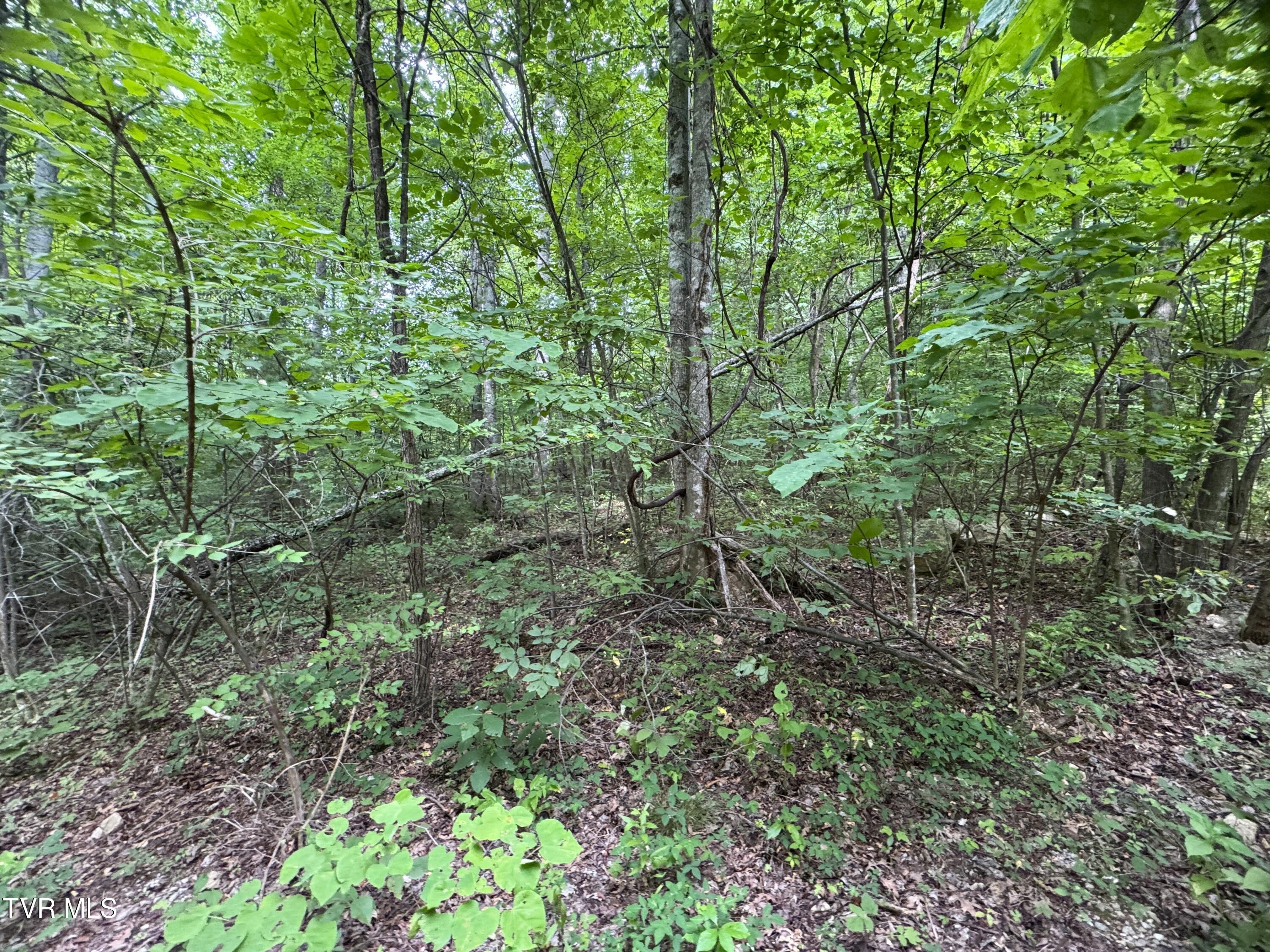 1884 Woodland Way, Newport, Tennessee image 13