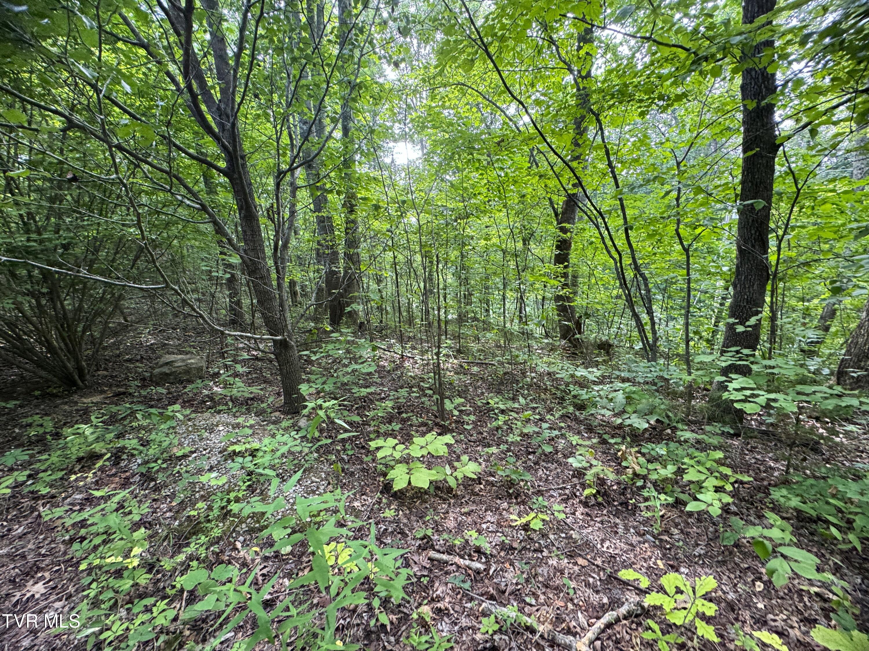 1884 Woodland Way, Newport, Tennessee image 1
