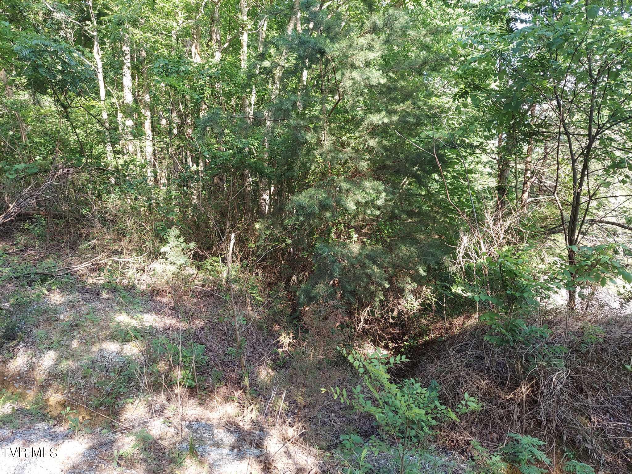 1924 Highway 25-70, Del Rio, Tennessee image 42
