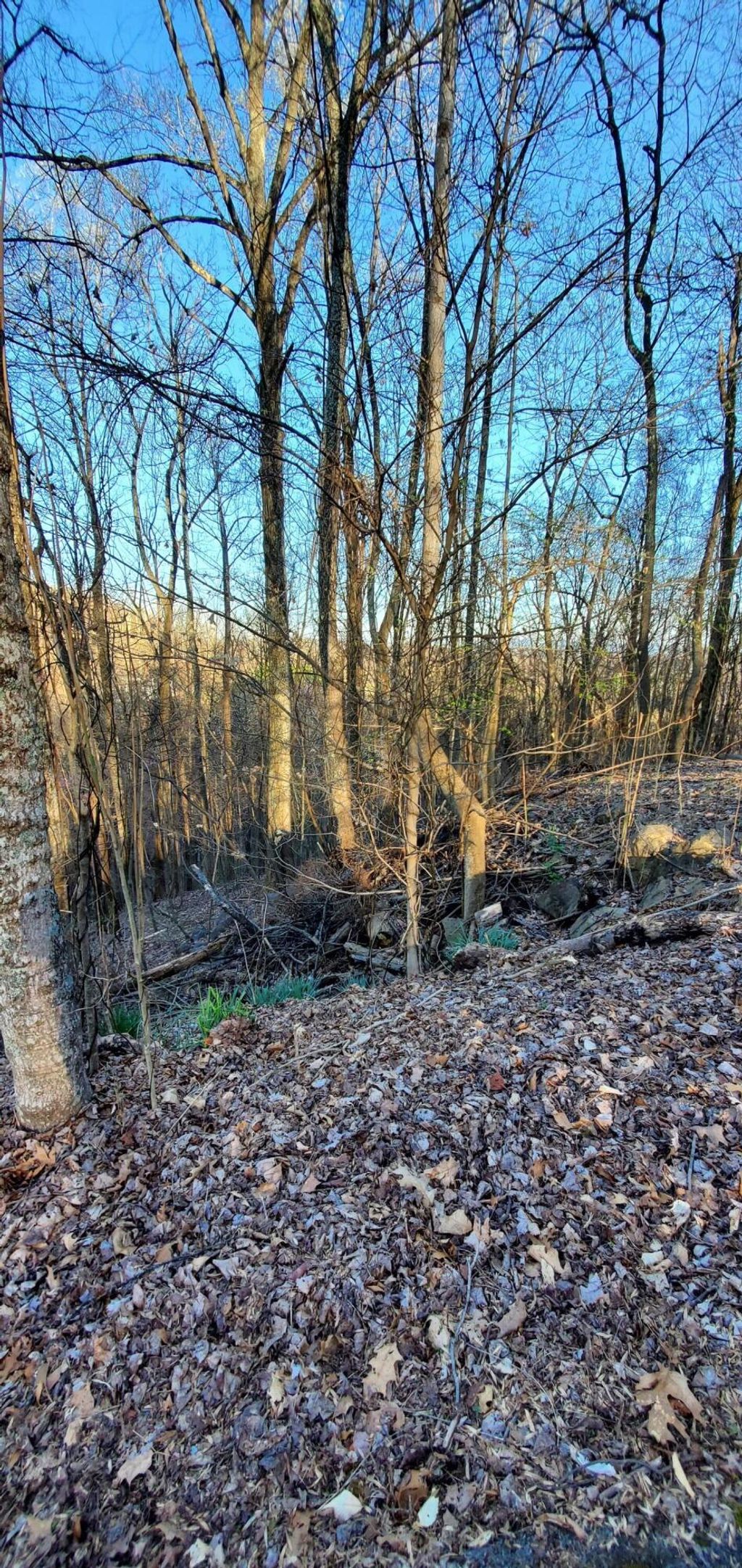 Photo of 5312 Foxfire Place, Kingsport, TN 37664 (MLS # 9950006)