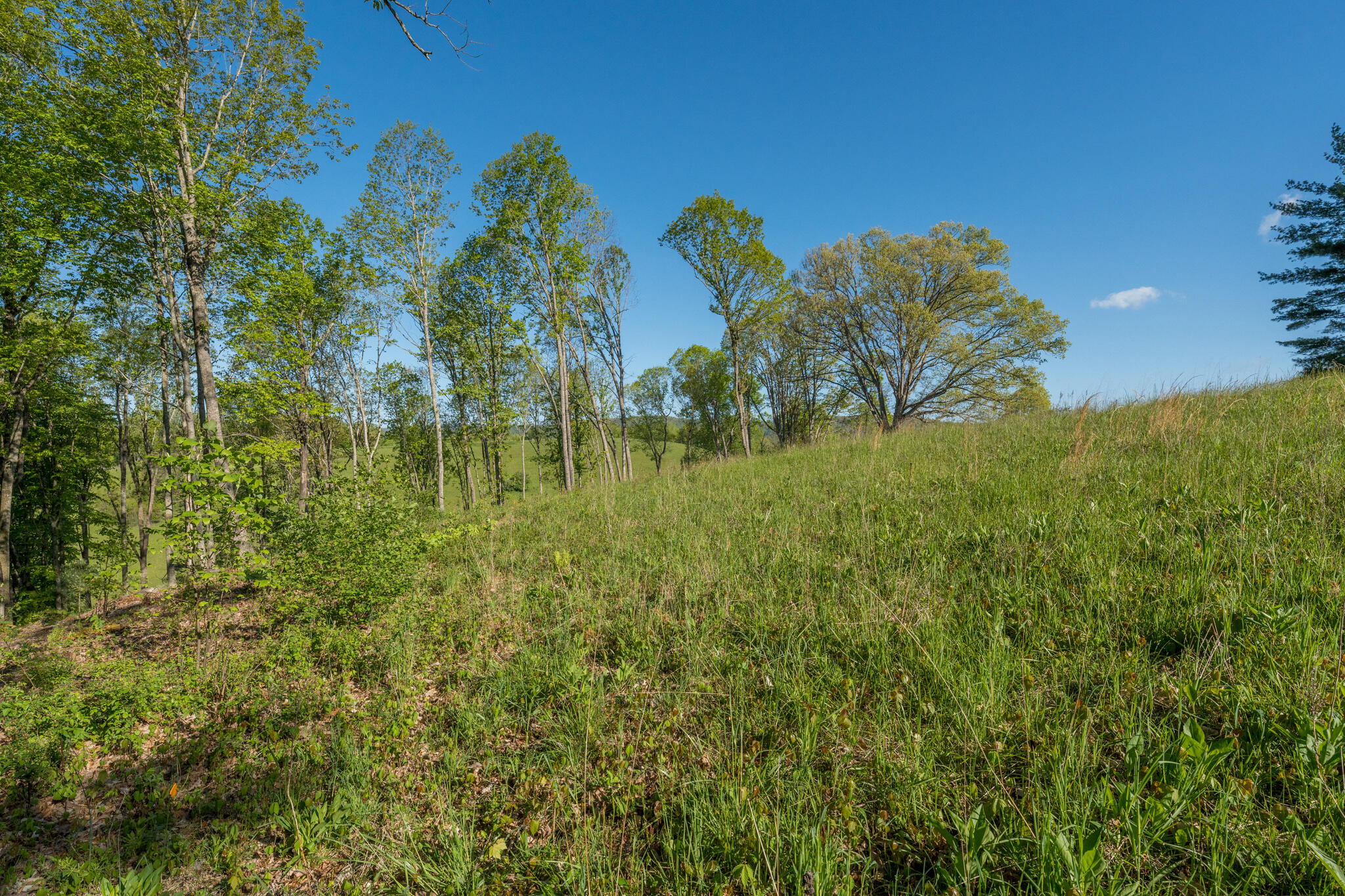 Lot 1 Of Dry Hill Road, Butler, Tennessee image 34