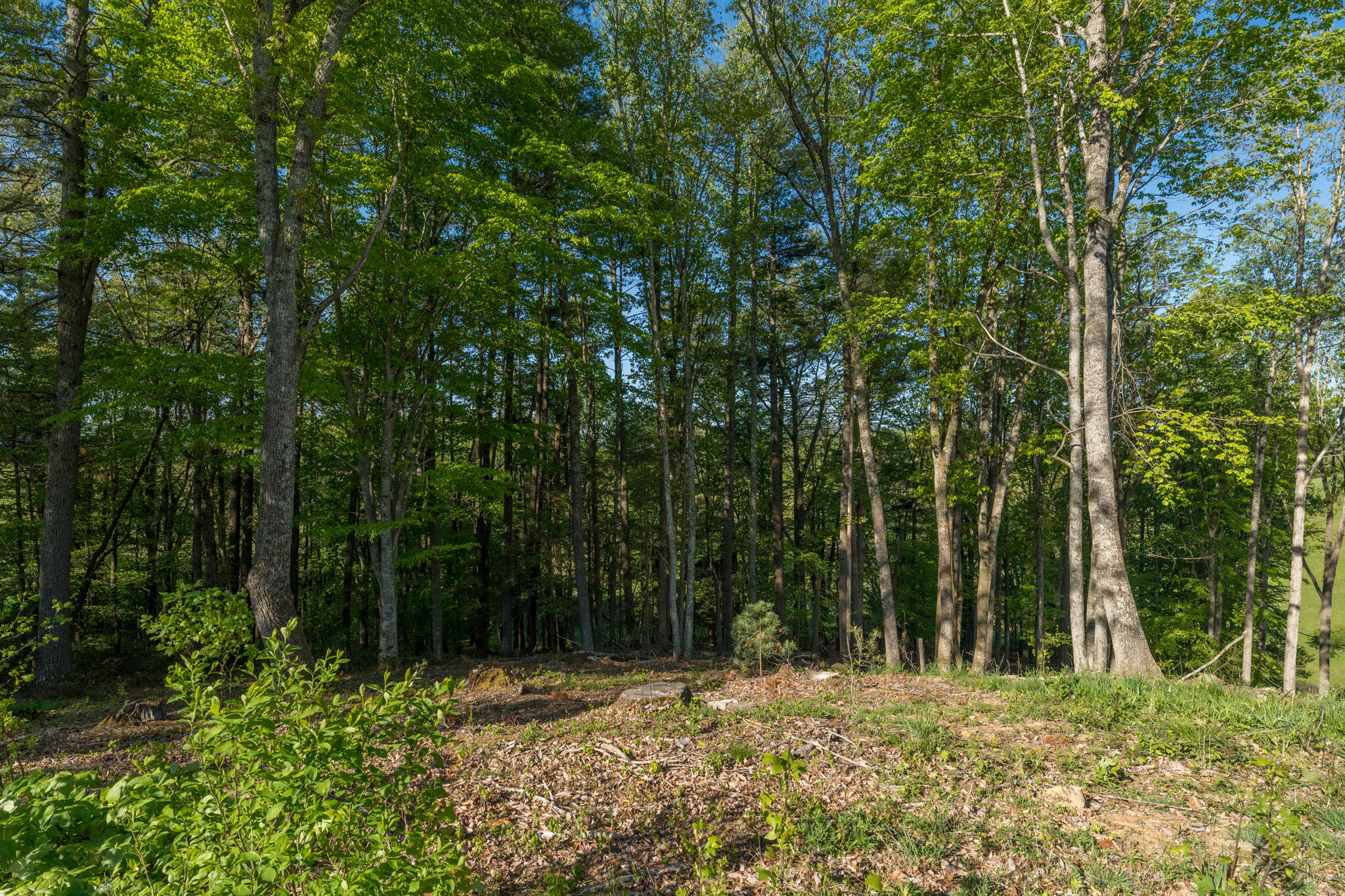 Lot 1 Of Dry Hill Road, Butler, Tennessee image 33