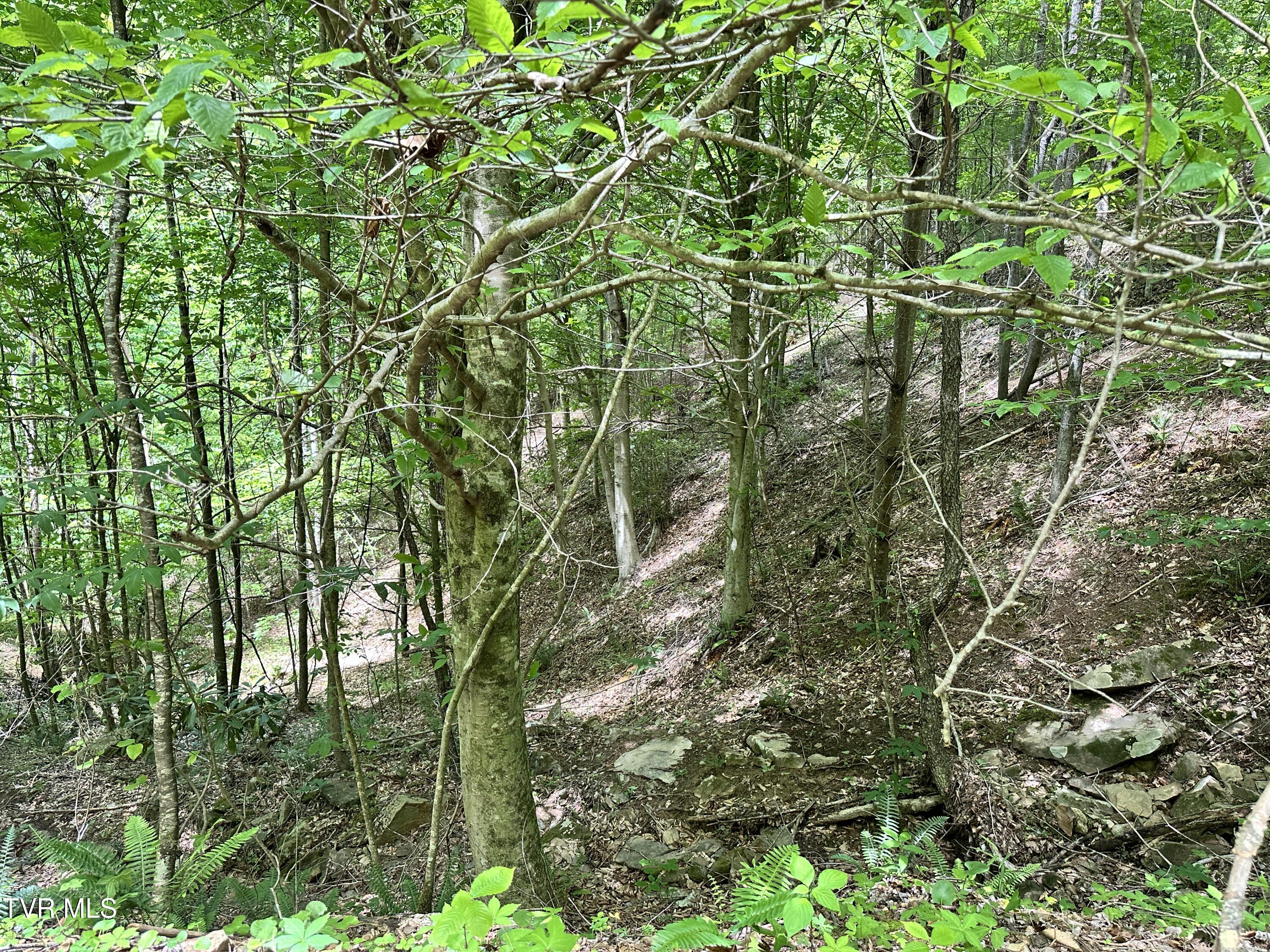 Tbd Buffalo Hollow Road, Castlewood, Virginia image 22