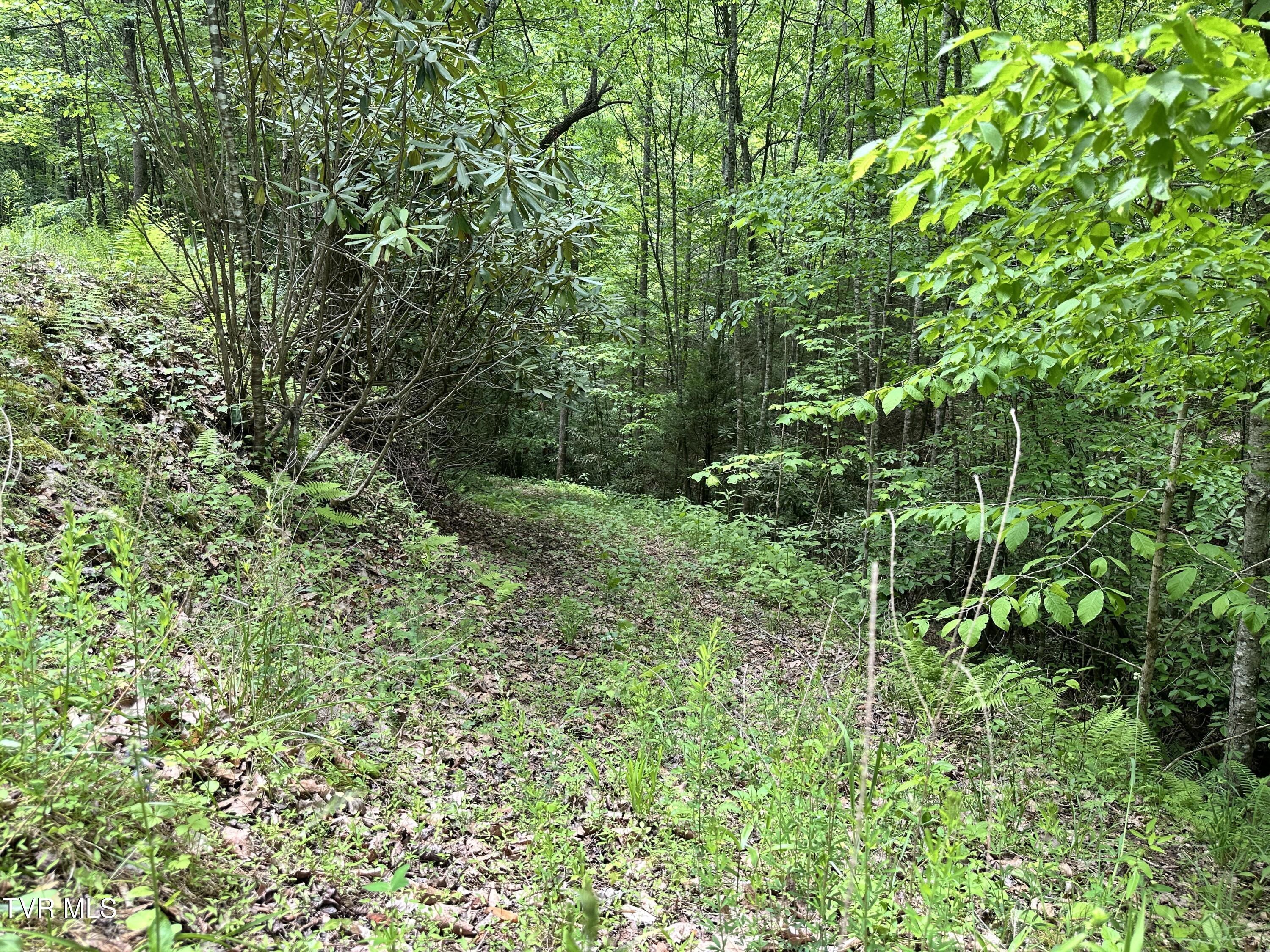Tbd Buffalo Hollow Road, Castlewood, Virginia image 15