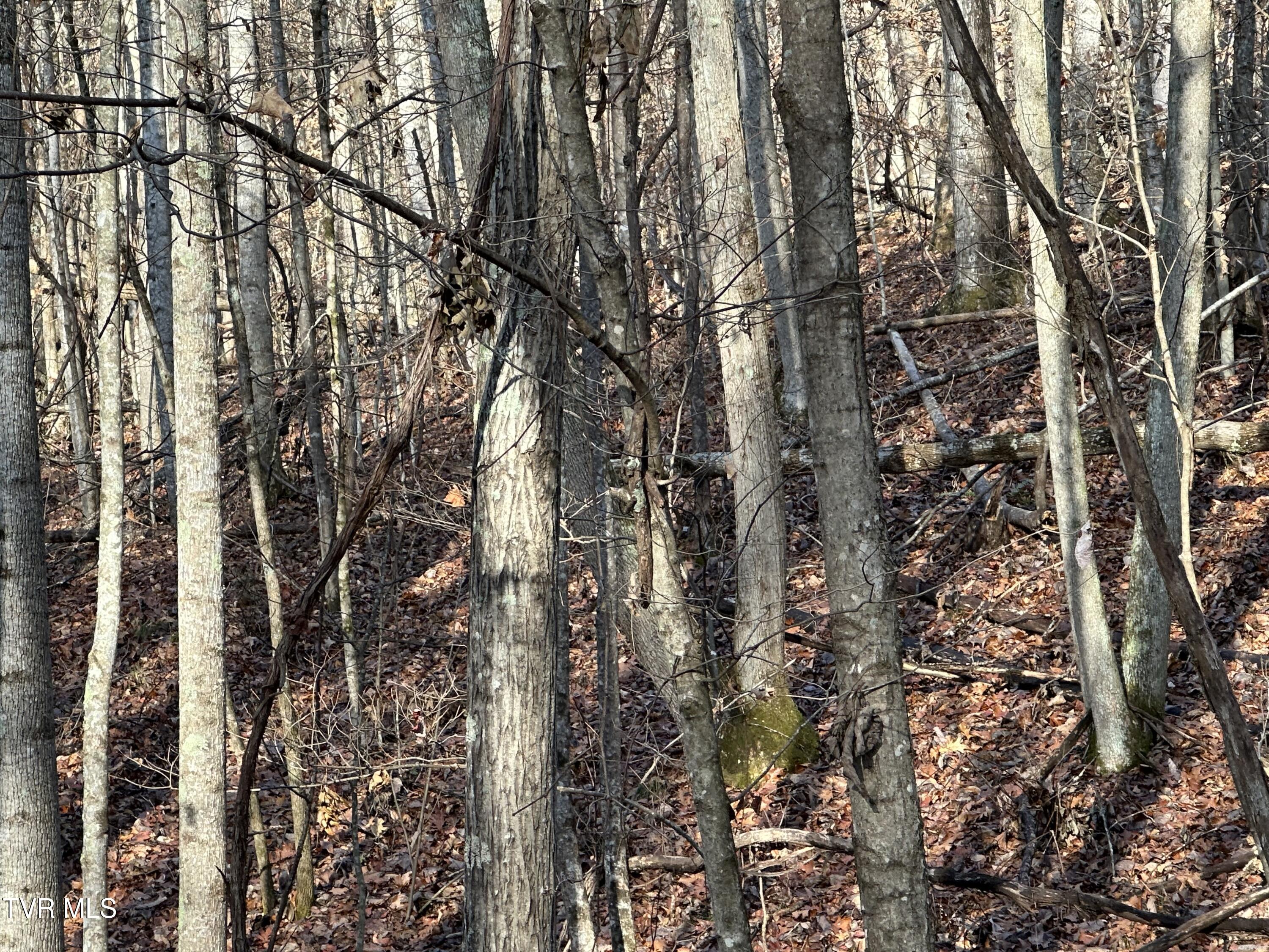 Corn Ridge Lane, Nickelsville, Virginia image 33