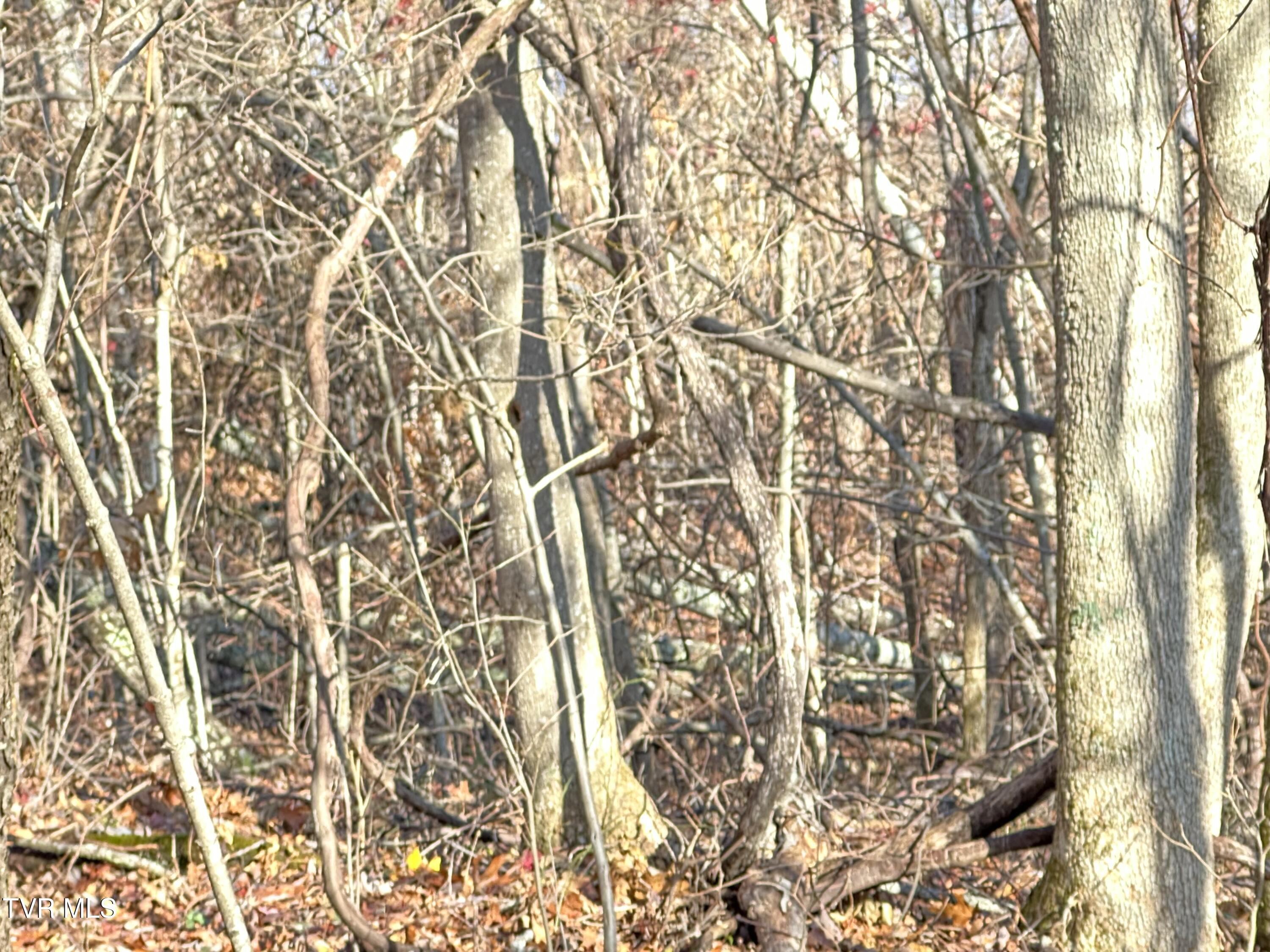 Corn Ridge Lane, Nickelsville, Virginia image 37