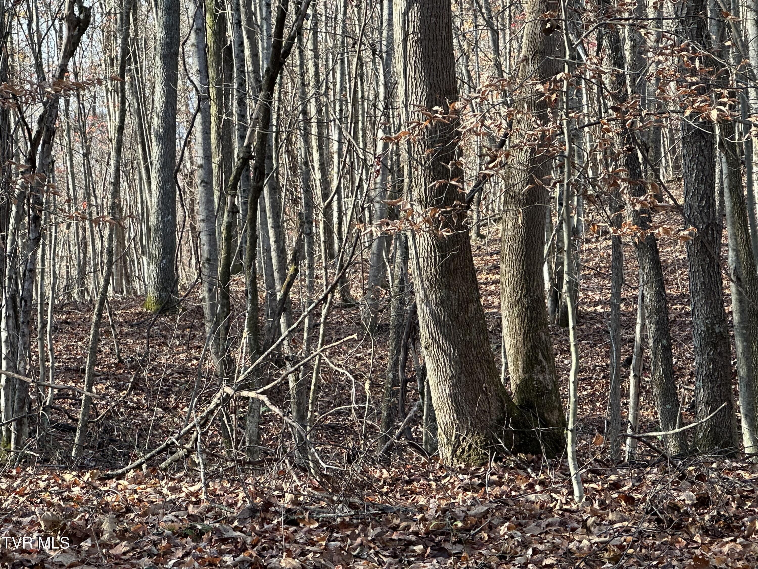 Corn Ridge Lane, Nickelsville, Virginia image 35