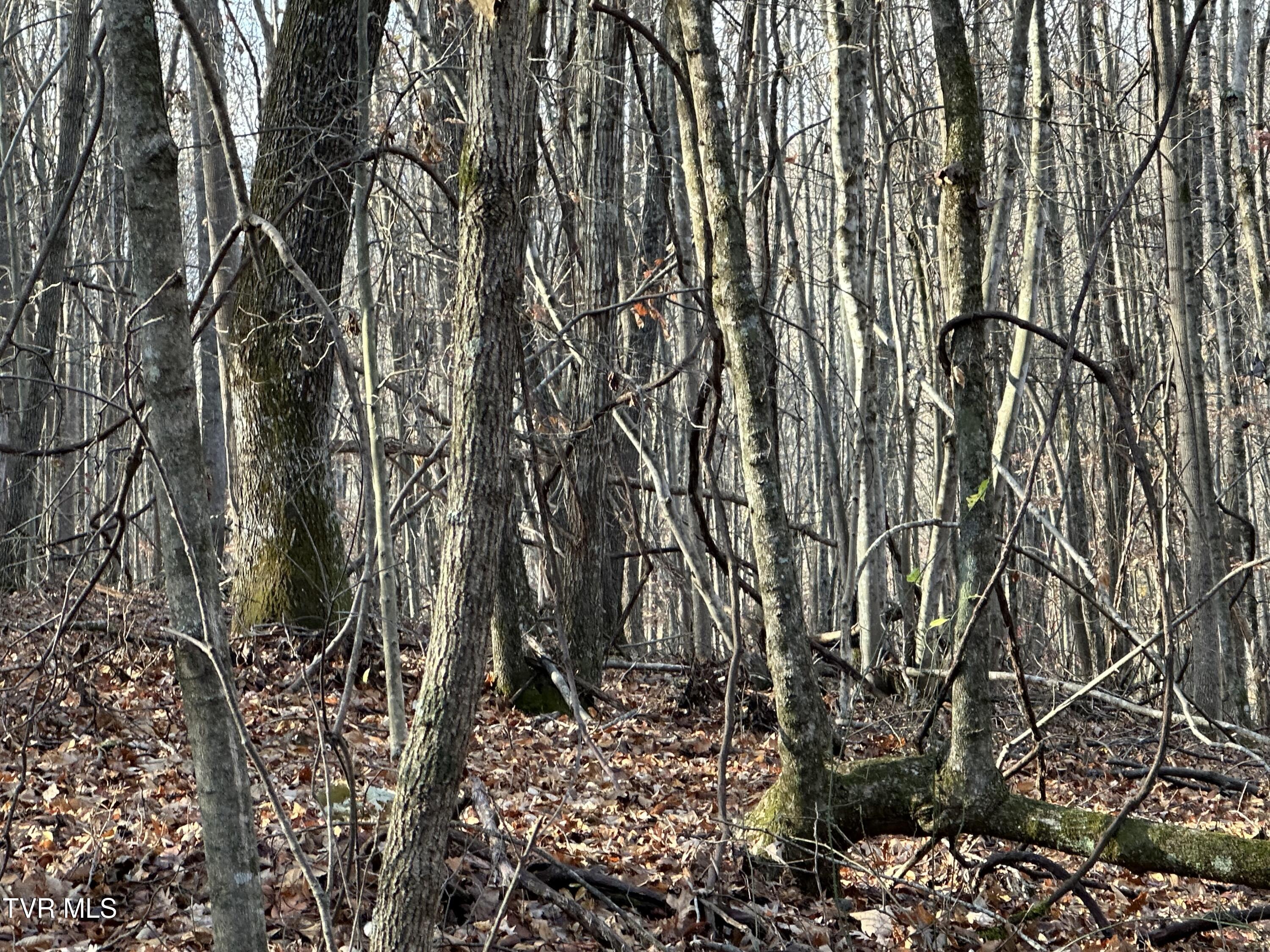 Corn Ridge Lane, Nickelsville, Virginia image 25