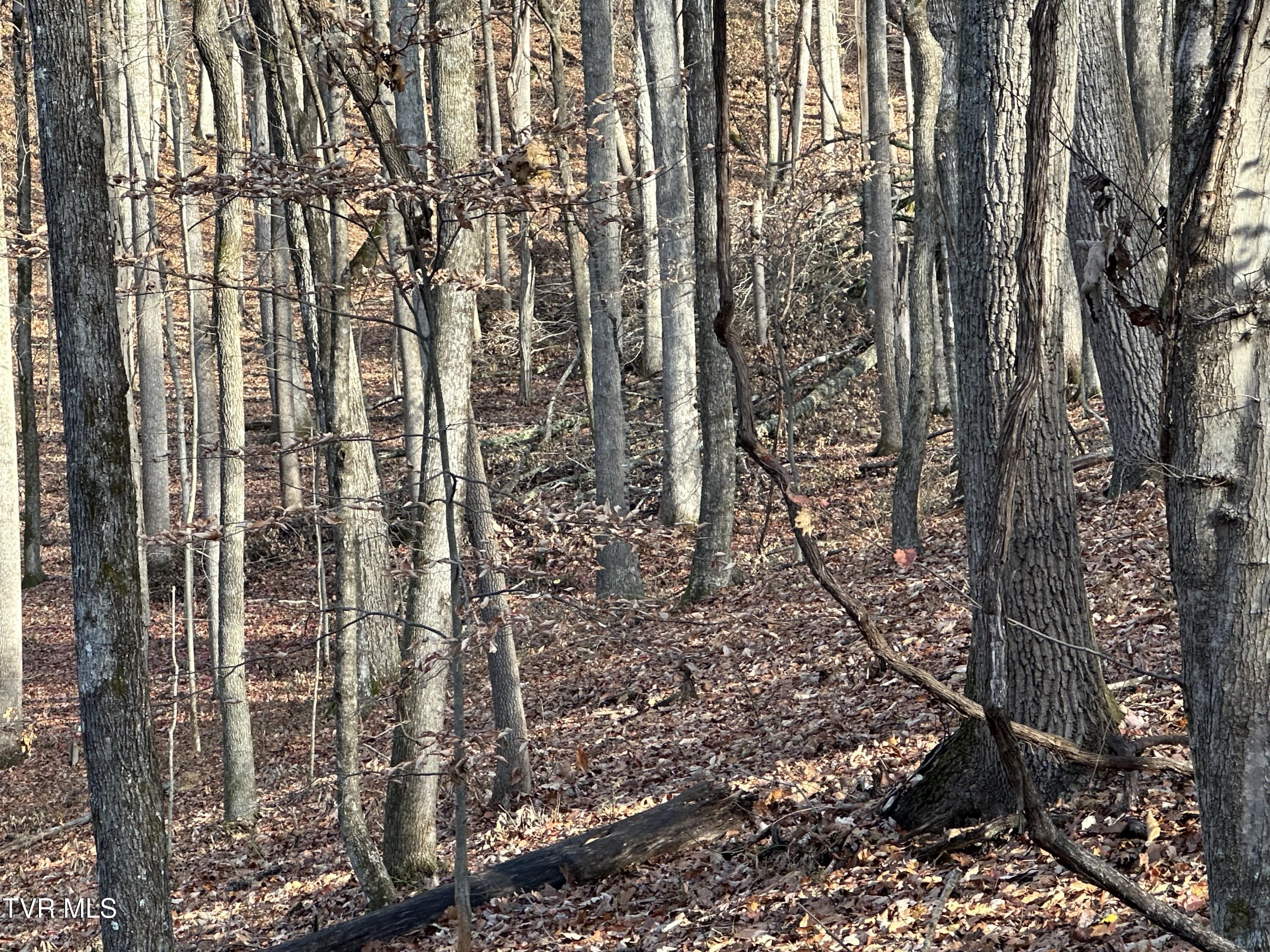 Corn Ridge Lane, Nickelsville, Virginia image 21