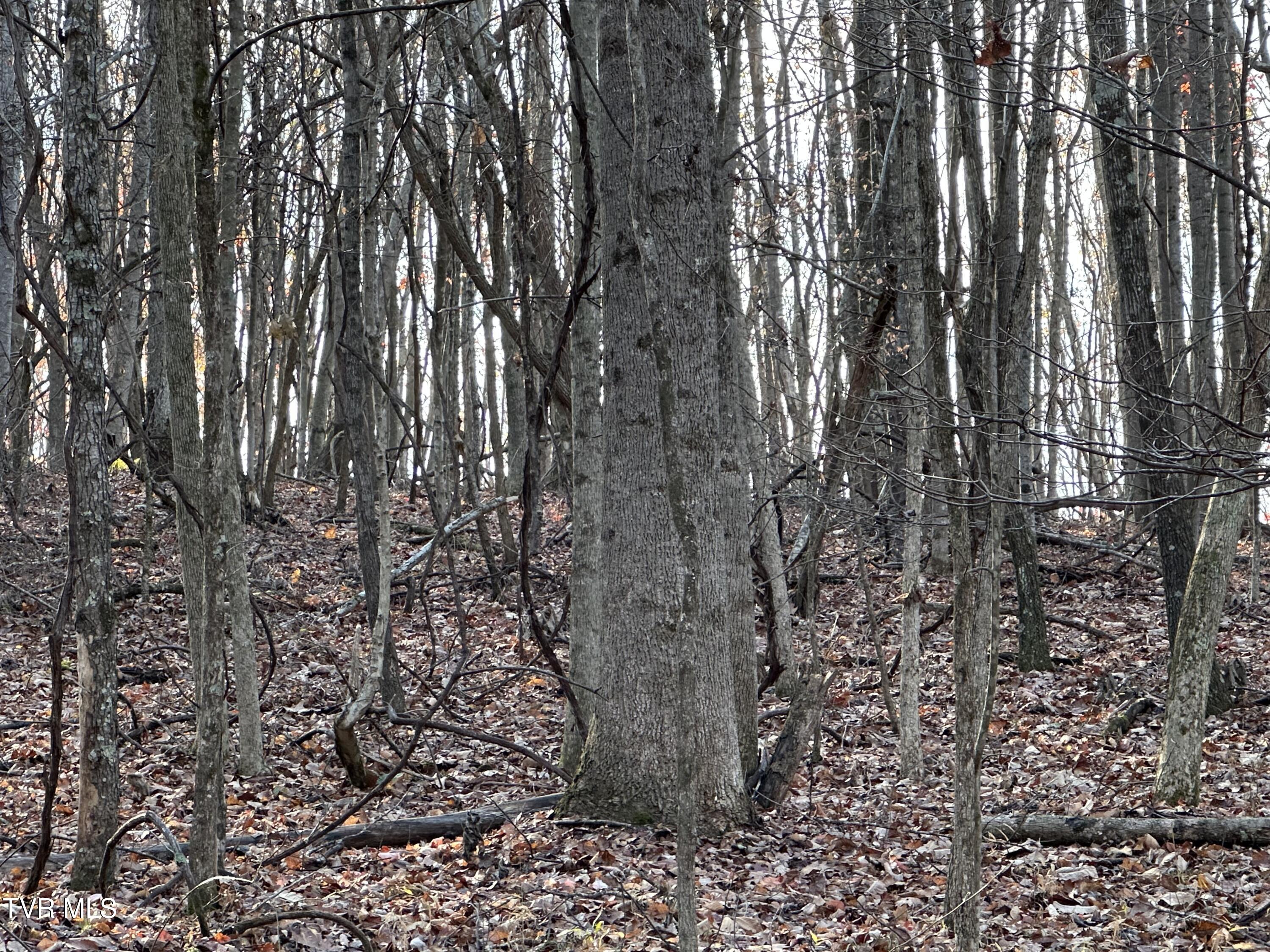 Corn Ridge Lane, Nickelsville, Virginia image 24