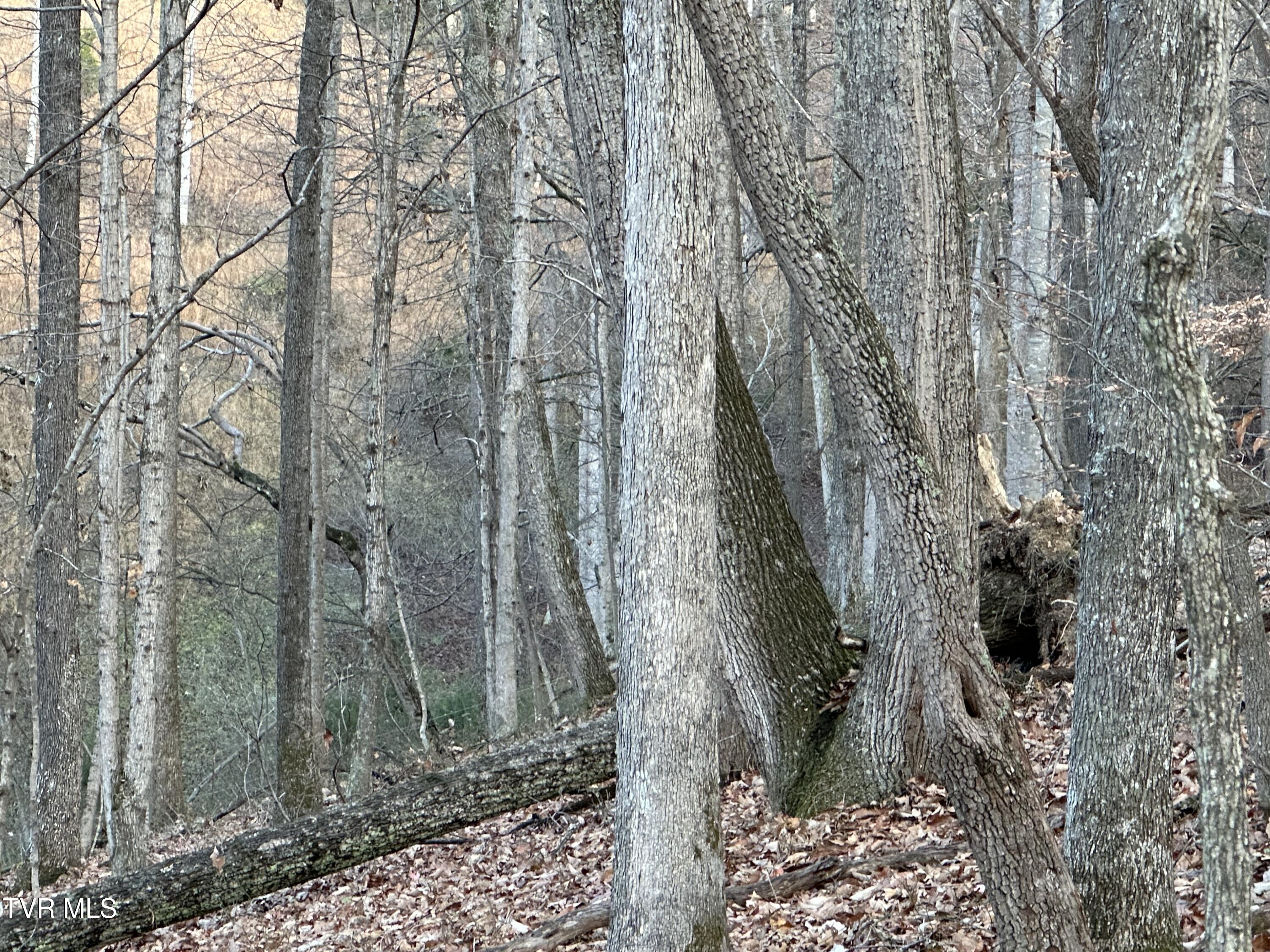 Corn Ridge Lane, Nickelsville, Virginia image 46