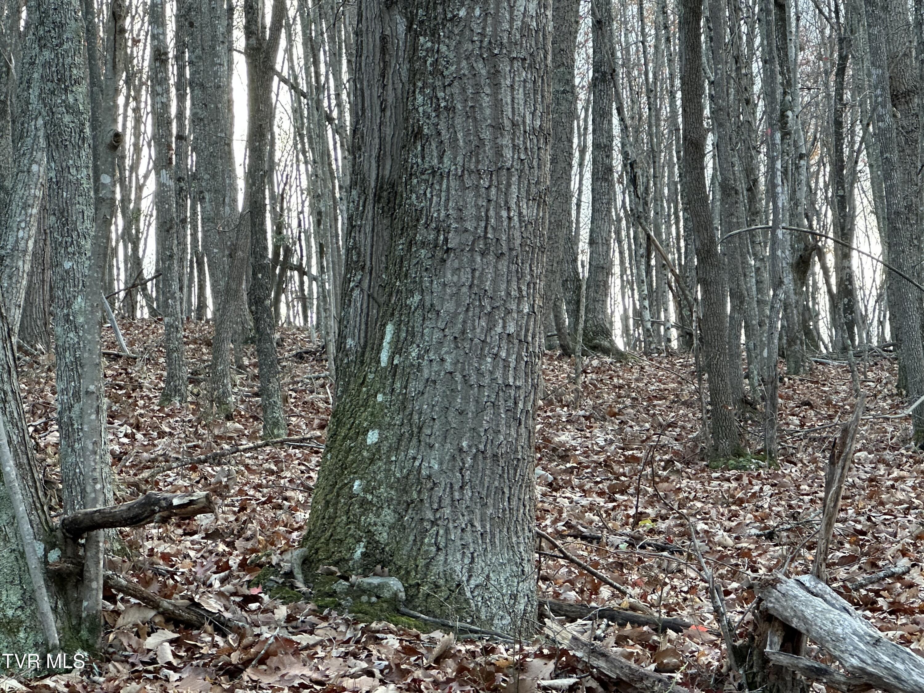 Corn Ridge Lane, Nickelsville, Virginia image 15