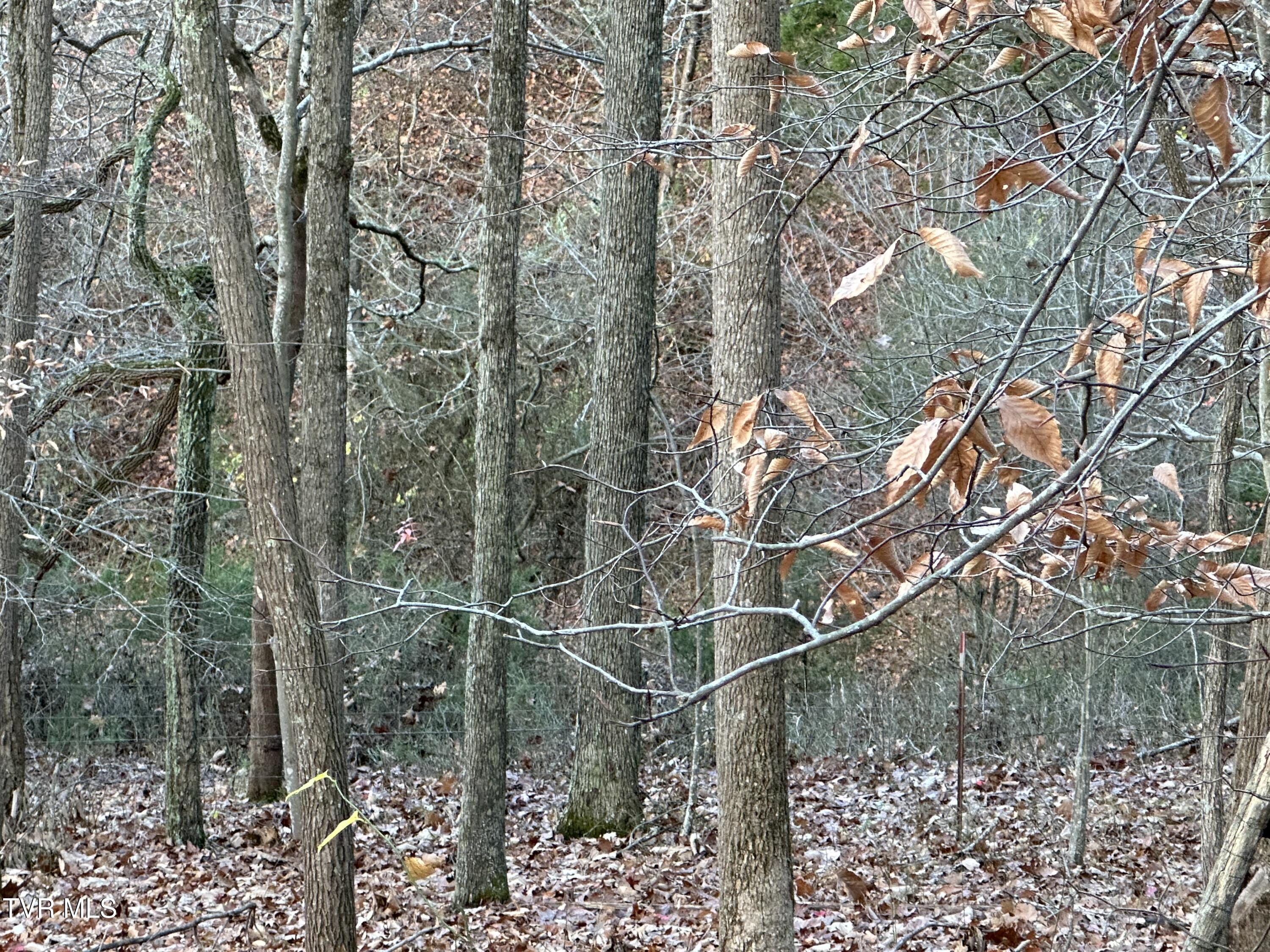 Corn Ridge Lane, Nickelsville, Virginia image 17