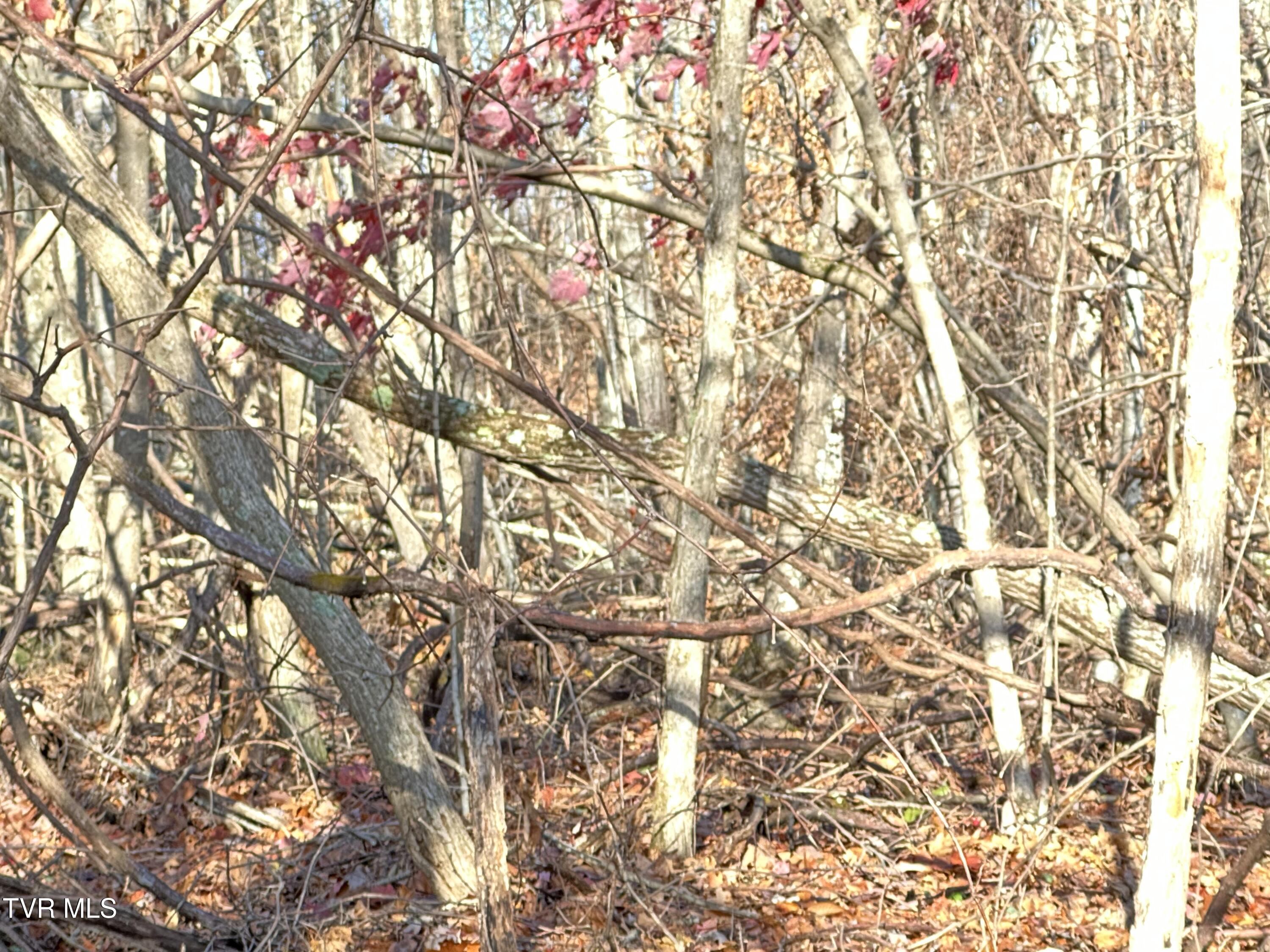 Corn Ridge Lane, Nickelsville, Virginia image 36
