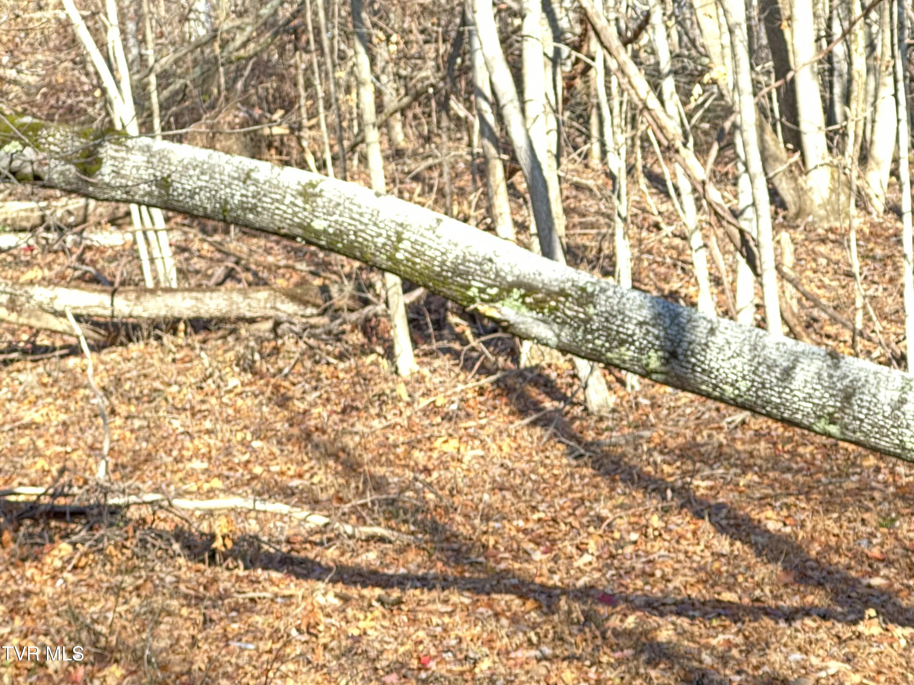 Corn Ridge Lane, Nickelsville, Virginia image 38