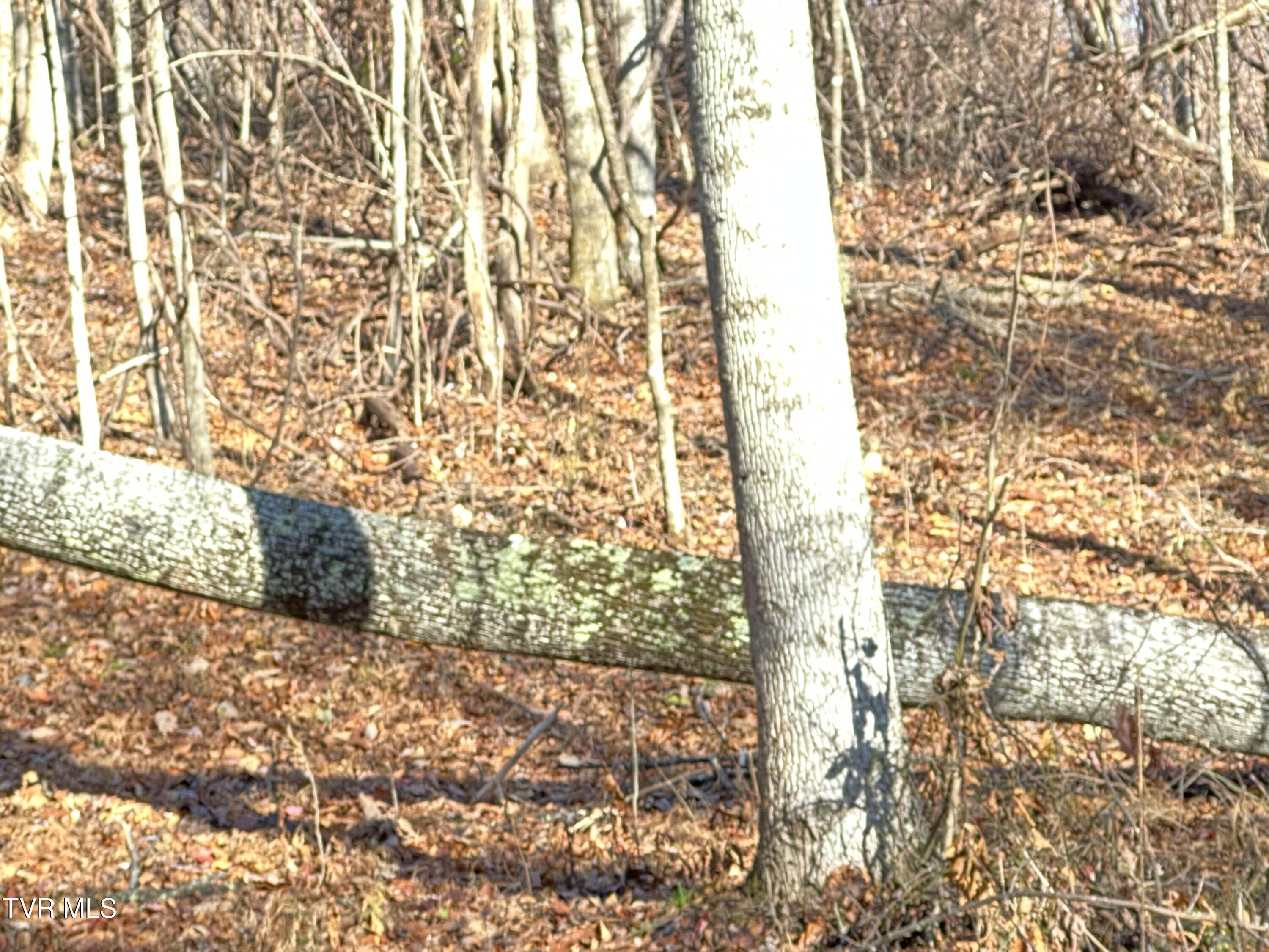 Corn Ridge Lane, Nickelsville, Virginia image 39