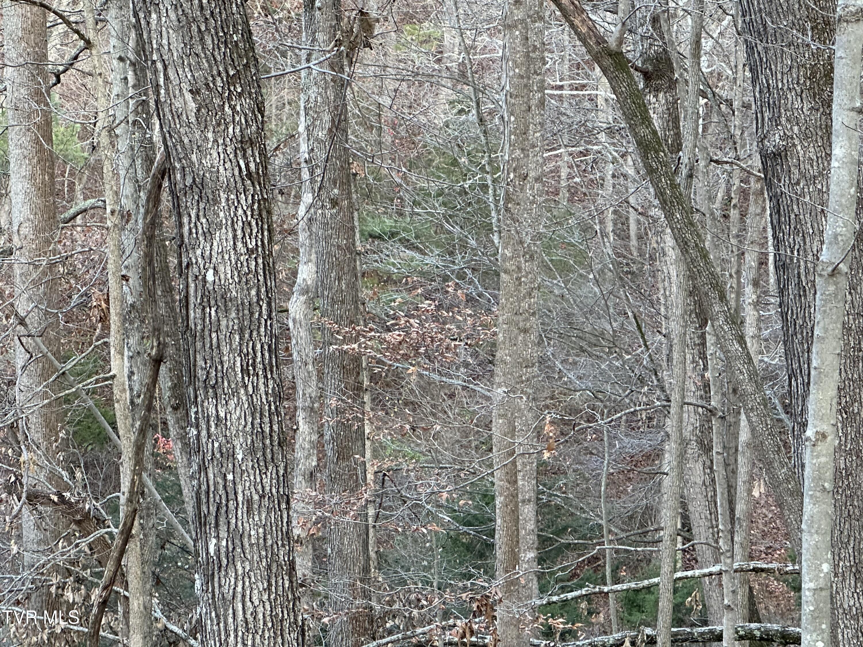 Corn Ridge Lane, Nickelsville, Virginia image 16