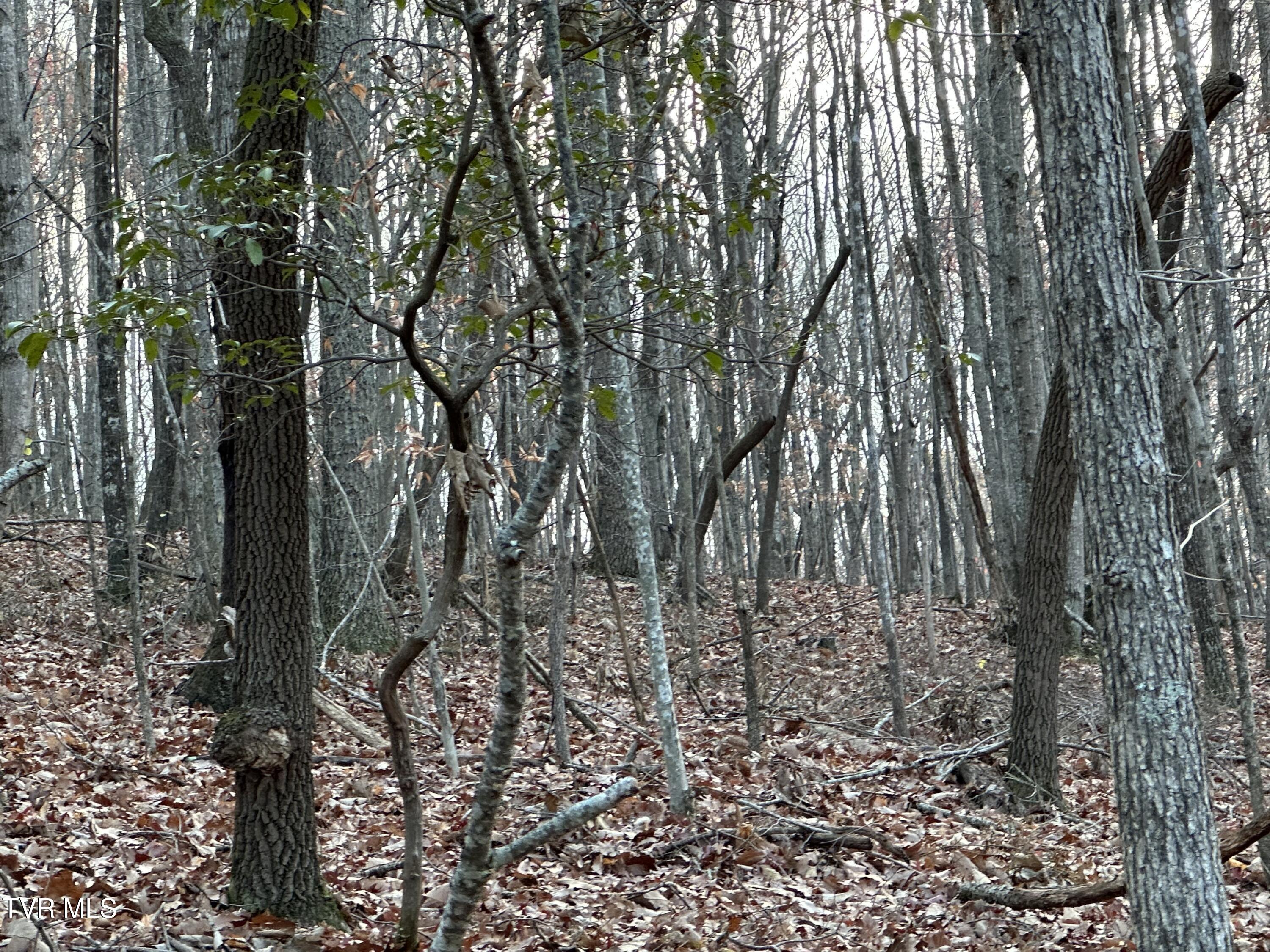 Corn Ridge Lane, Nickelsville, Virginia image 14