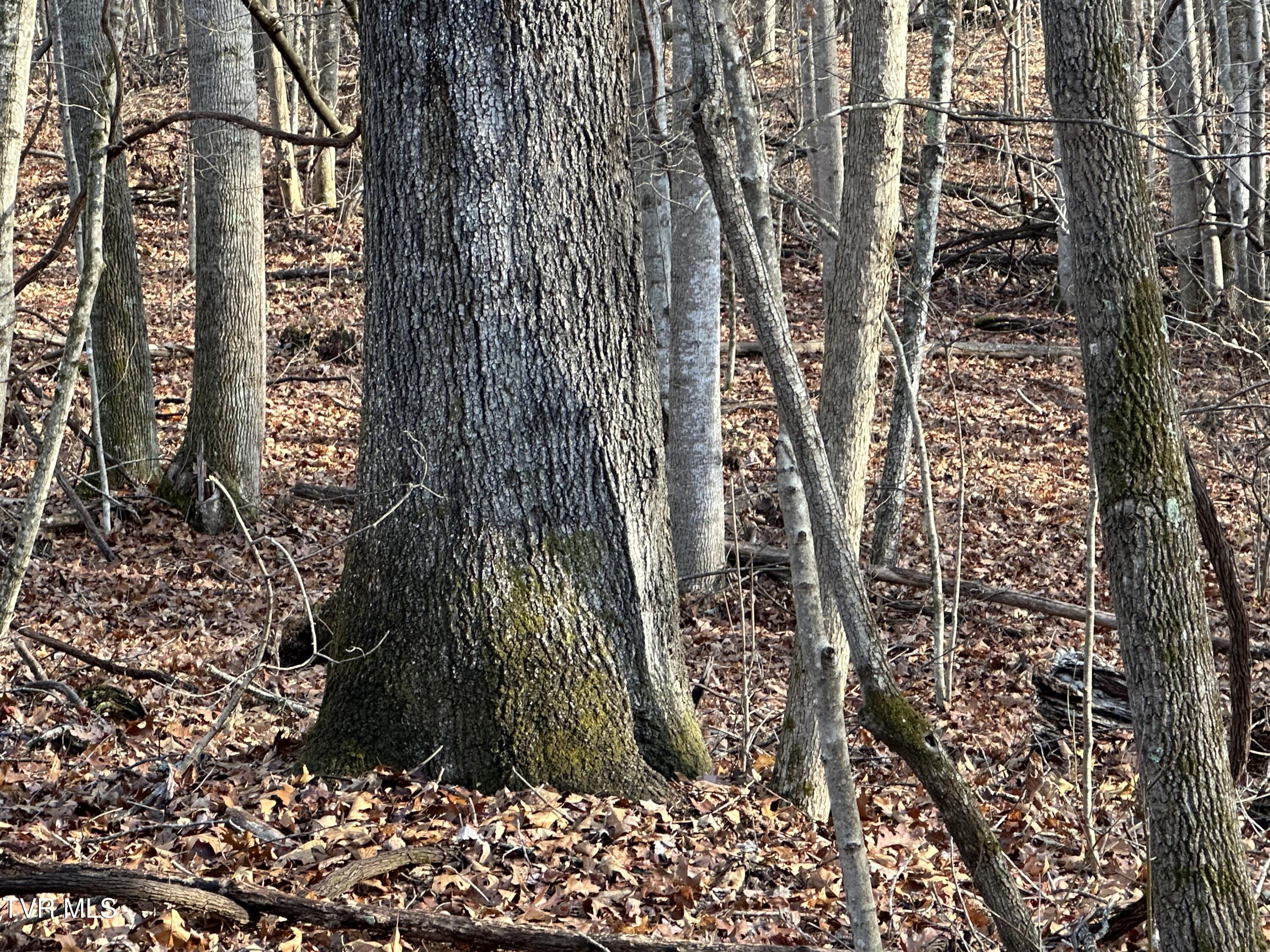 Corn Ridge Lane, Nickelsville, Virginia image 30