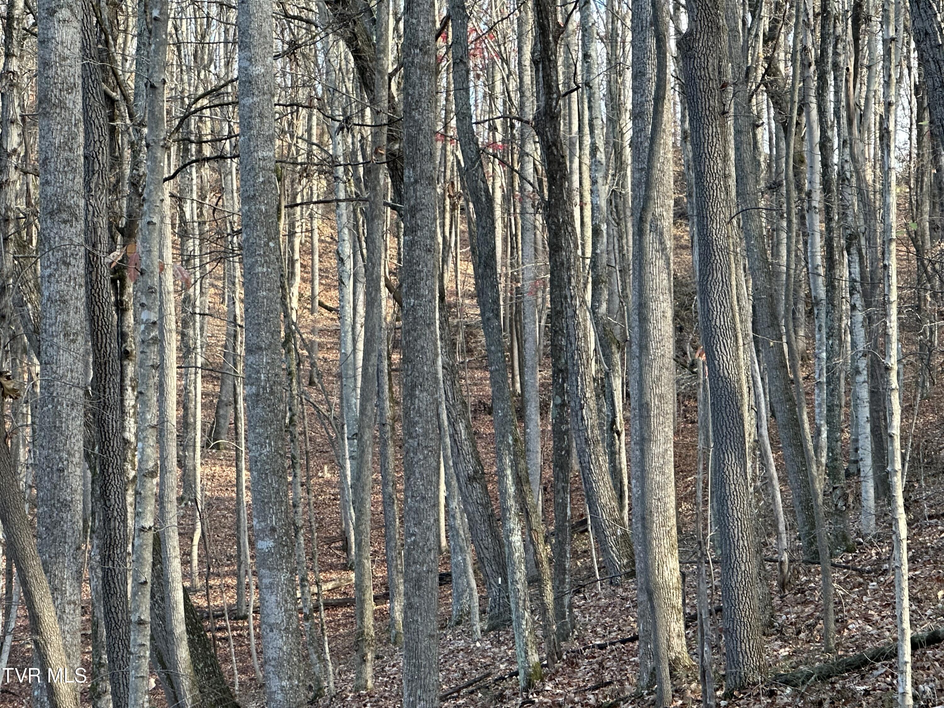 Corn Ridge Lane, Nickelsville, Virginia image 20