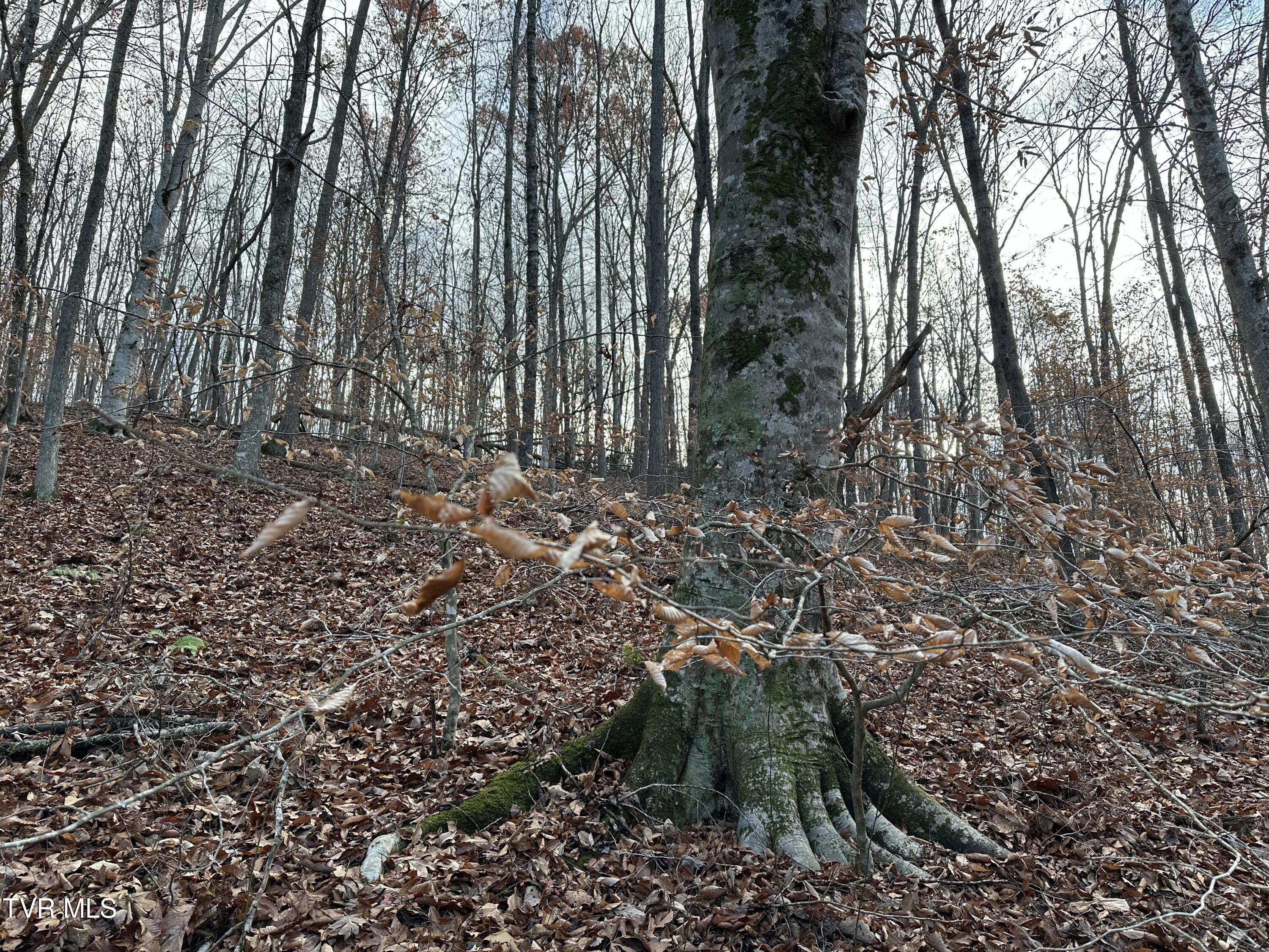 Corn Ridge Lane, Nickelsville, Virginia image 7