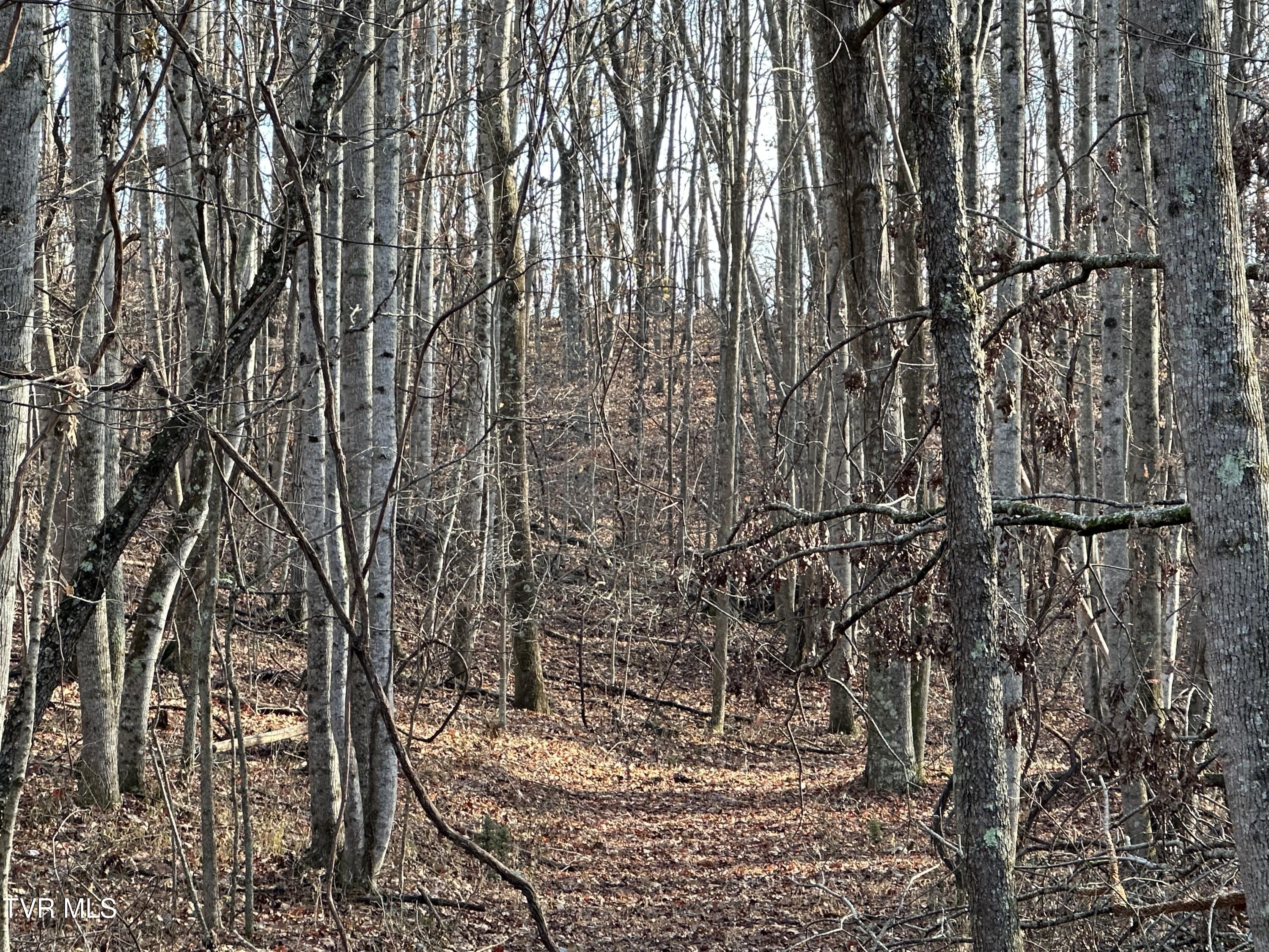 Corn Ridge Lane, Nickelsville, Virginia image 29