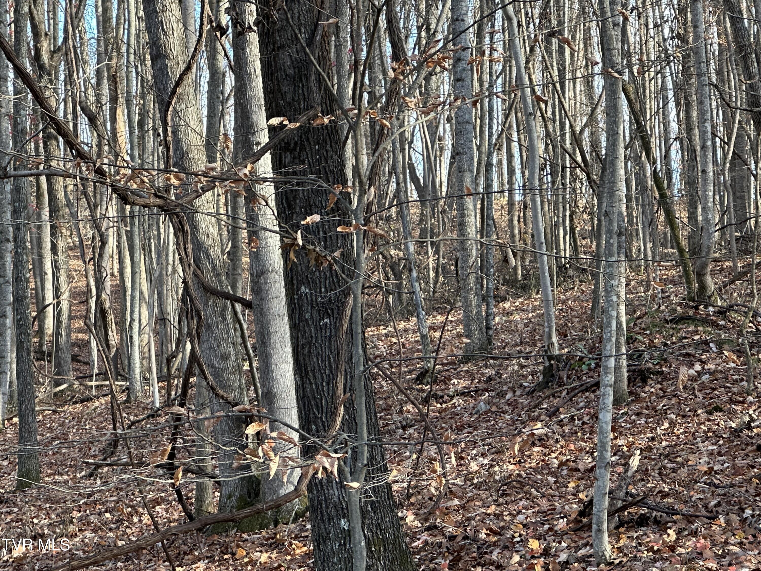 Corn Ridge Lane, Nickelsville, Virginia image 23
