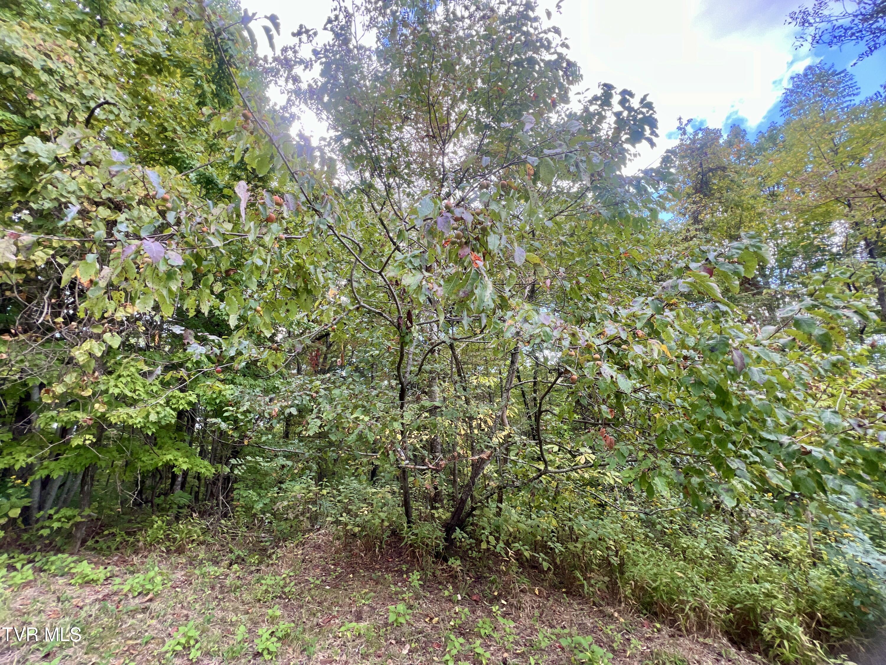 1200 Douglas Drive #1, Sneedville, Tennessee image 43