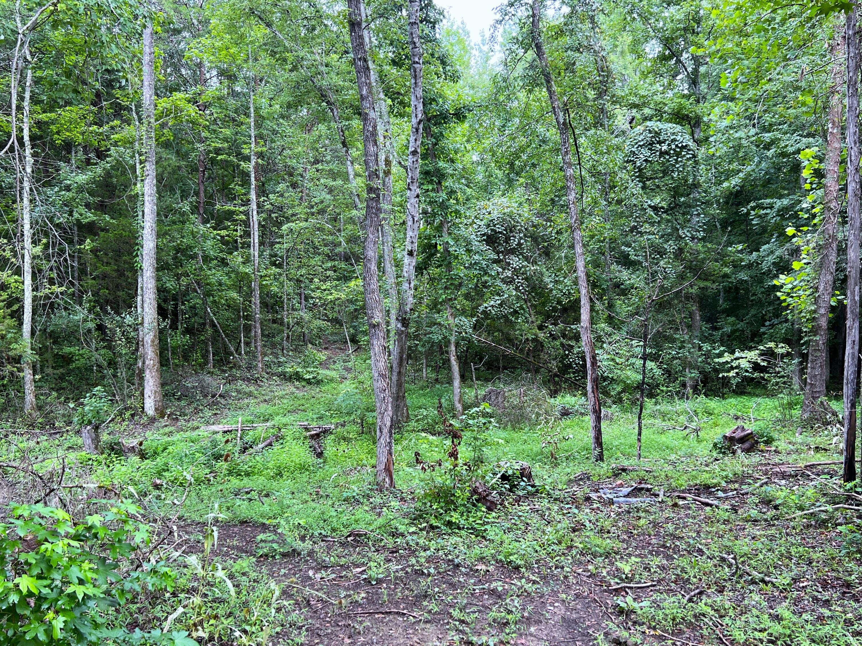 790 Lonesome Pine Road, Bybee, Tennessee image 11
