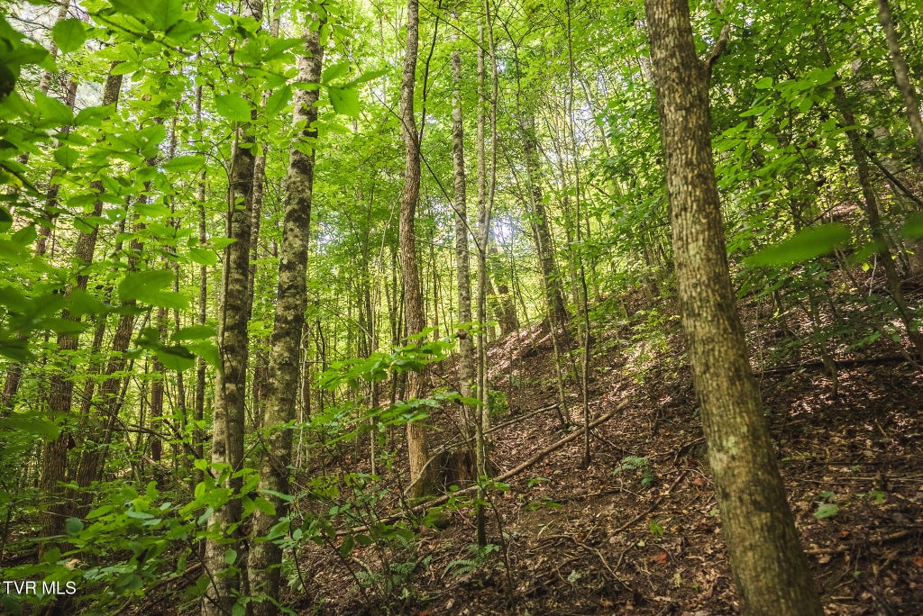 Photo of 89608 Watson Hollow, Speedwell, TN 37870 (MLS # 10000661)