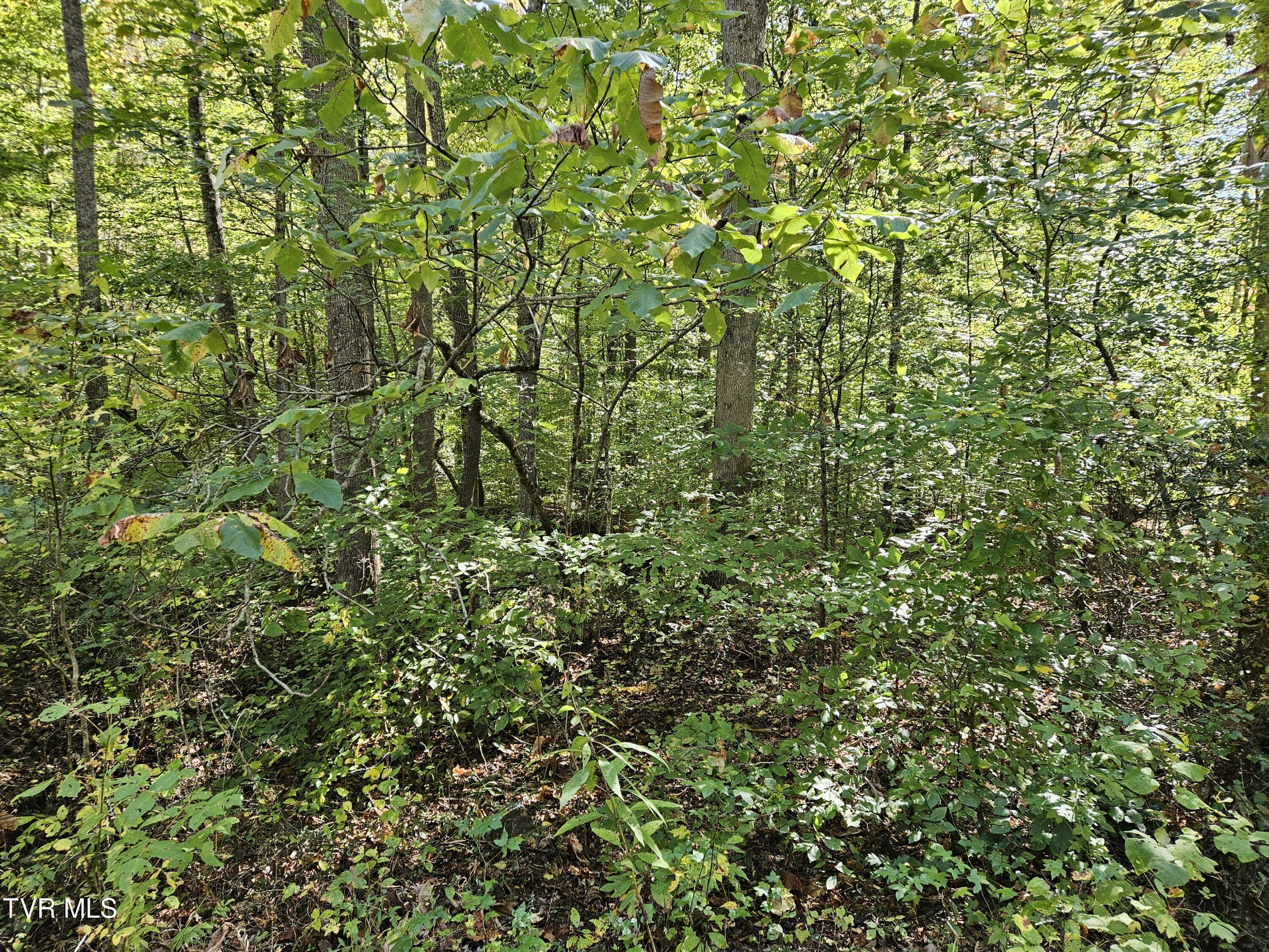 000 Cave Springs Road, Rogersville, Tennessee image 2