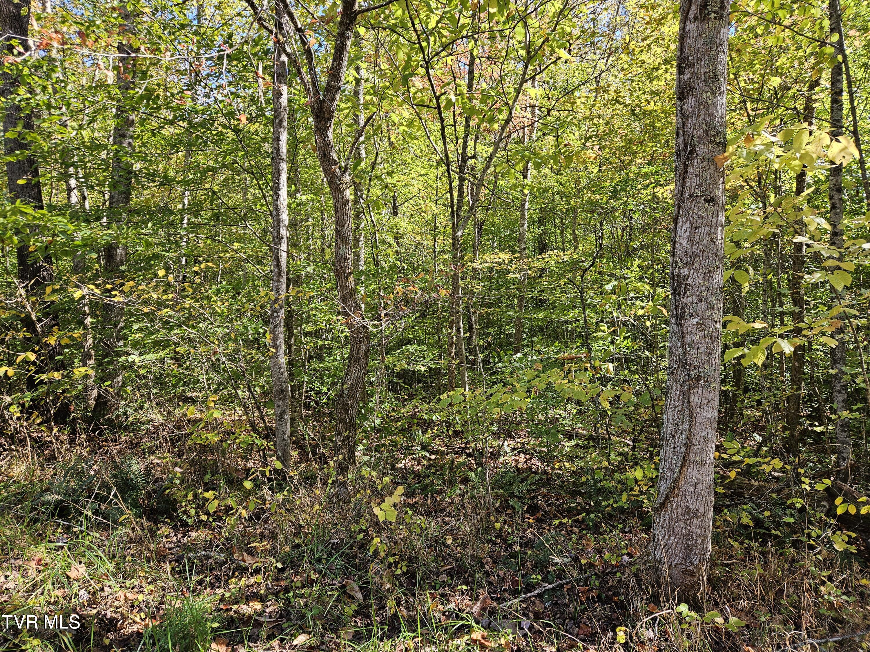 000 Cave Springs Road, Rogersville, Tennessee image 3