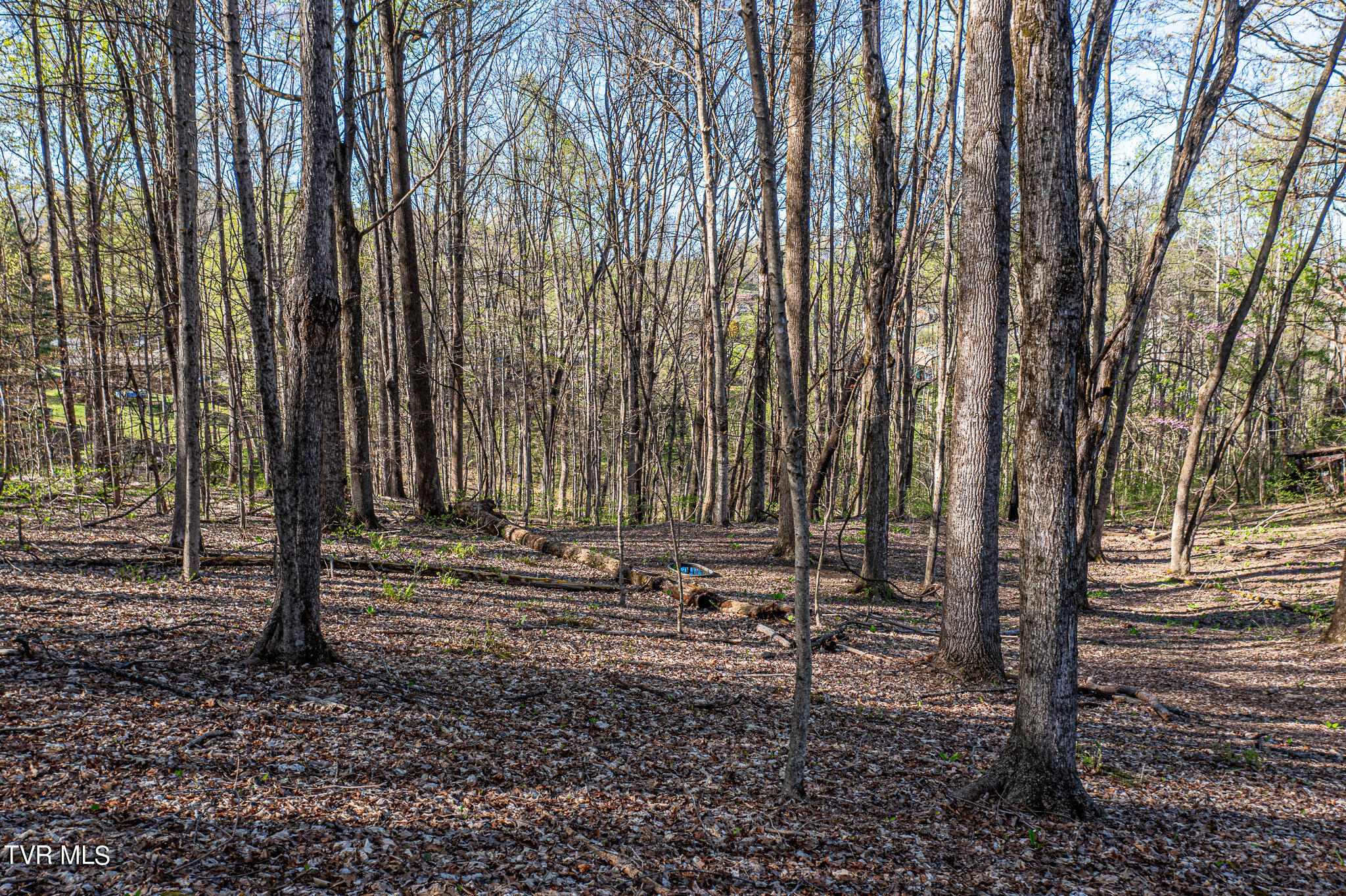 Tbd Independence Avenue, Mount Carmel, Tennessee image 15